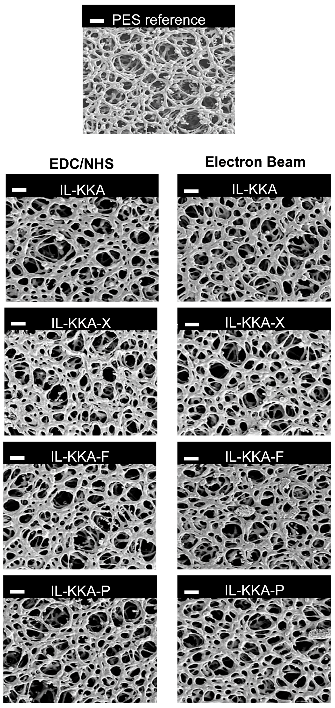 Jfb Free Full Text Electron Beam Immobilization Of Novel Antimicrobial Short Peptide Motifs Leads To Membrane Surfaces With Promising Antibacterial Properties Html