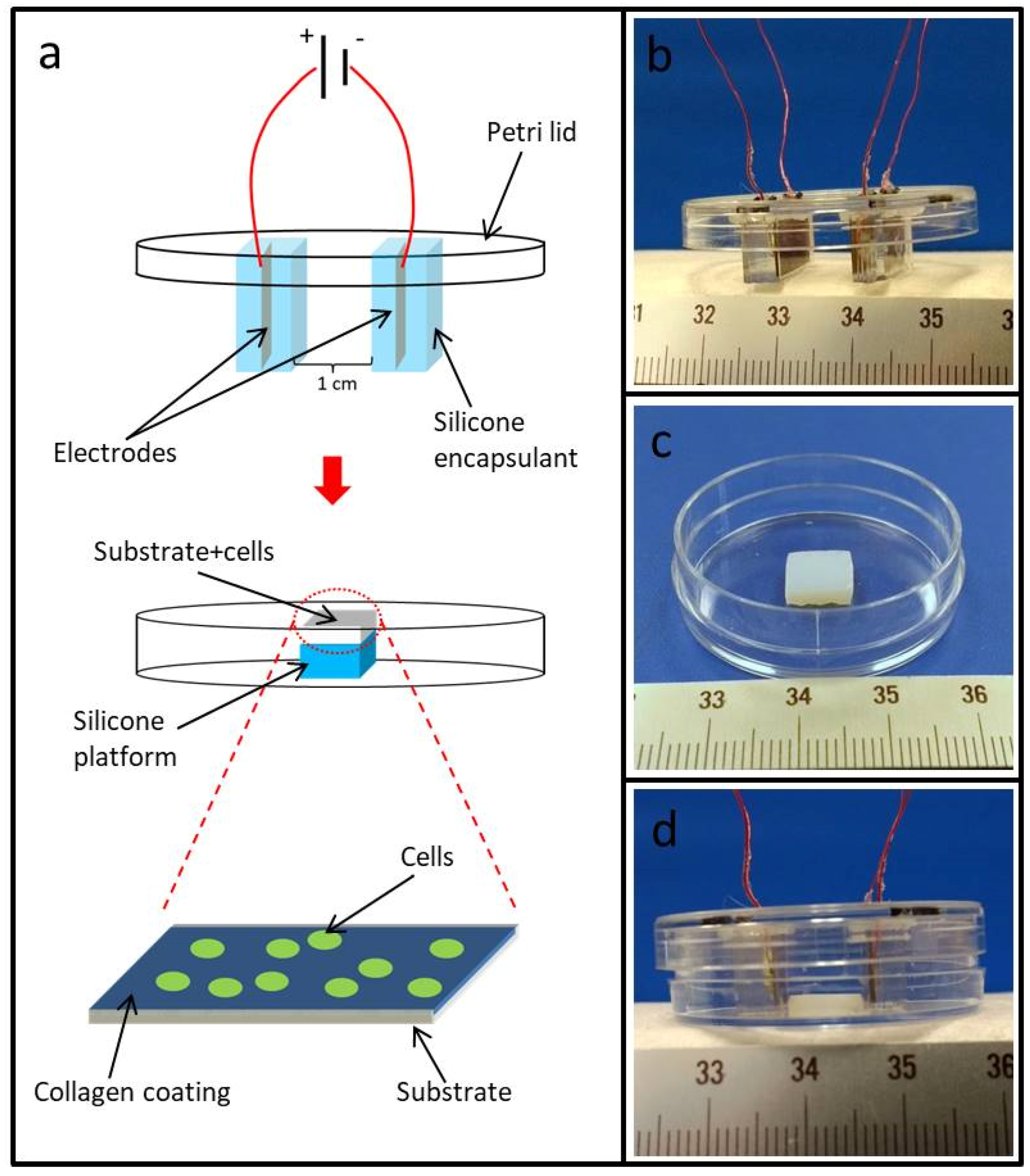 Jfb 09 00030 g001 550
