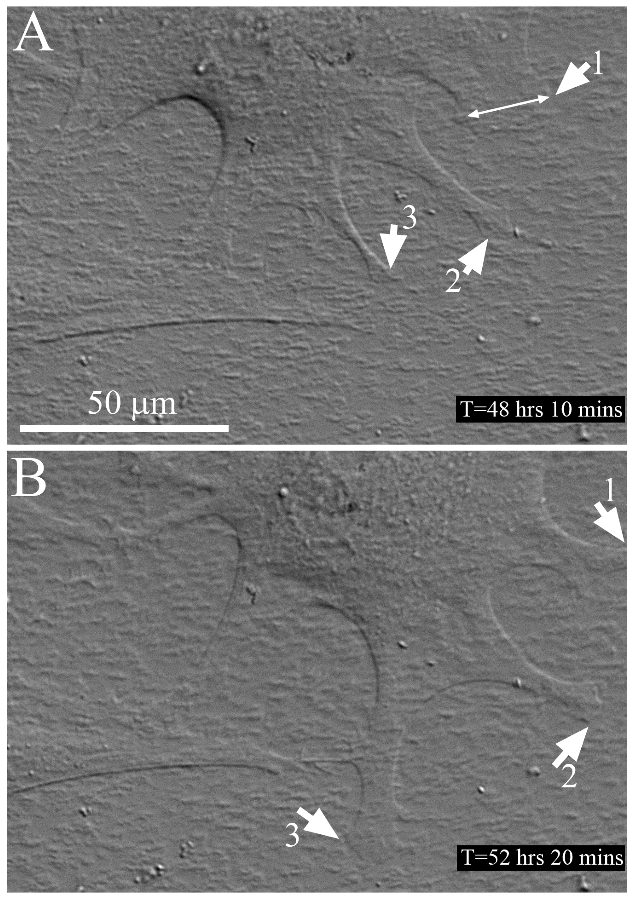 Jfb 09 00054 g007 Jfb 09 00054 g007