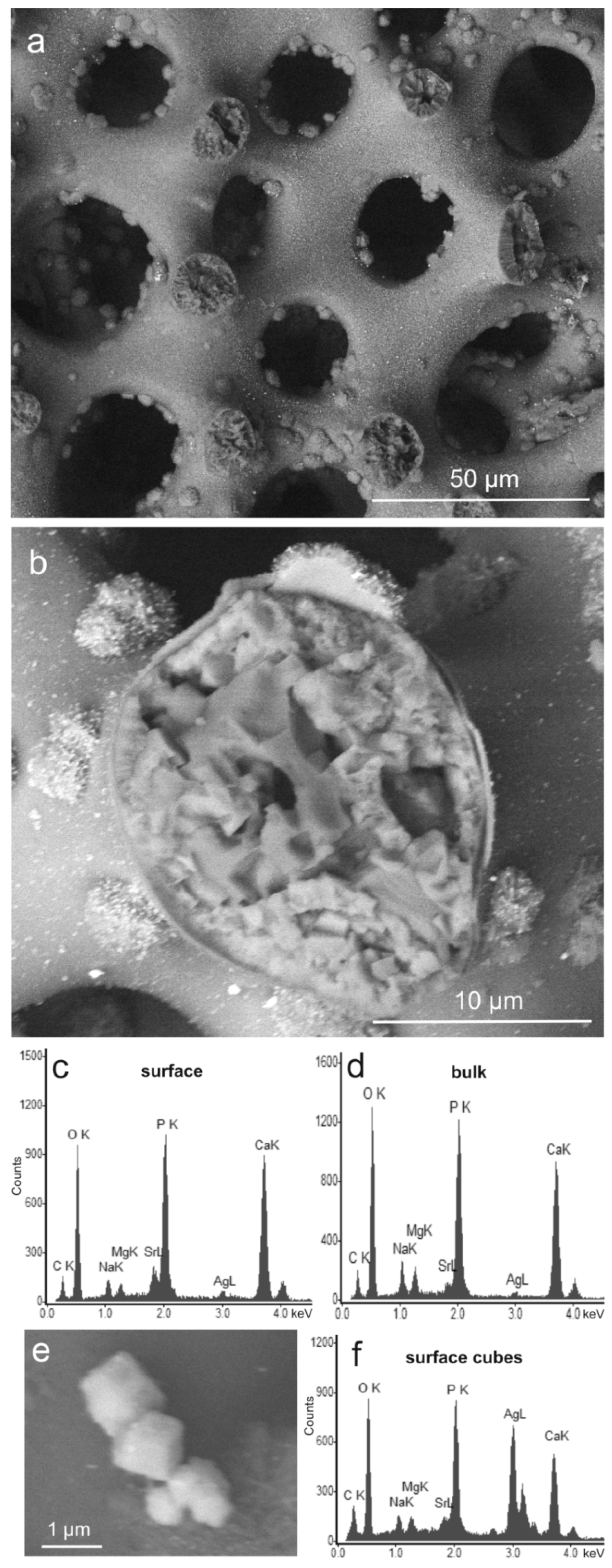 Jfb 09 00067 g002a Jfb 09 00067 g002a