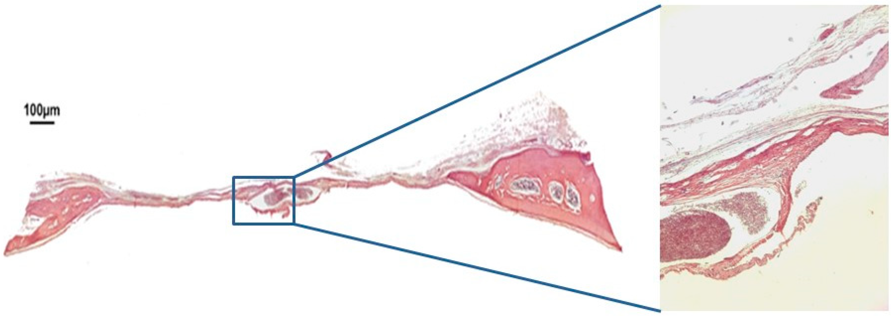 Jfb 10 00021 g002 Jfb 10 00021 g002