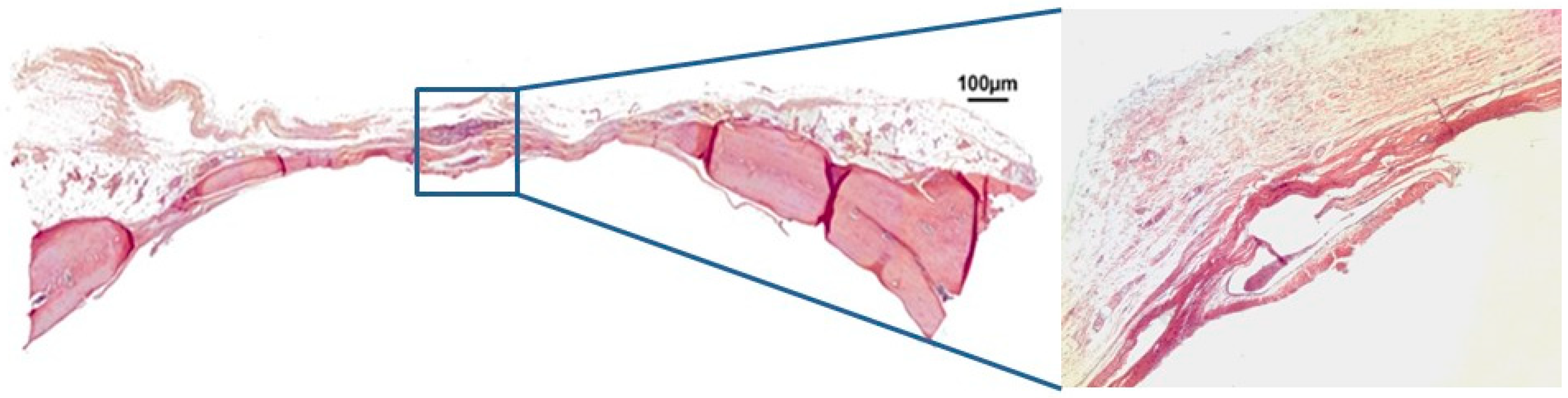 Jfb 10 00021 g003 Jfb 10 00021 g003