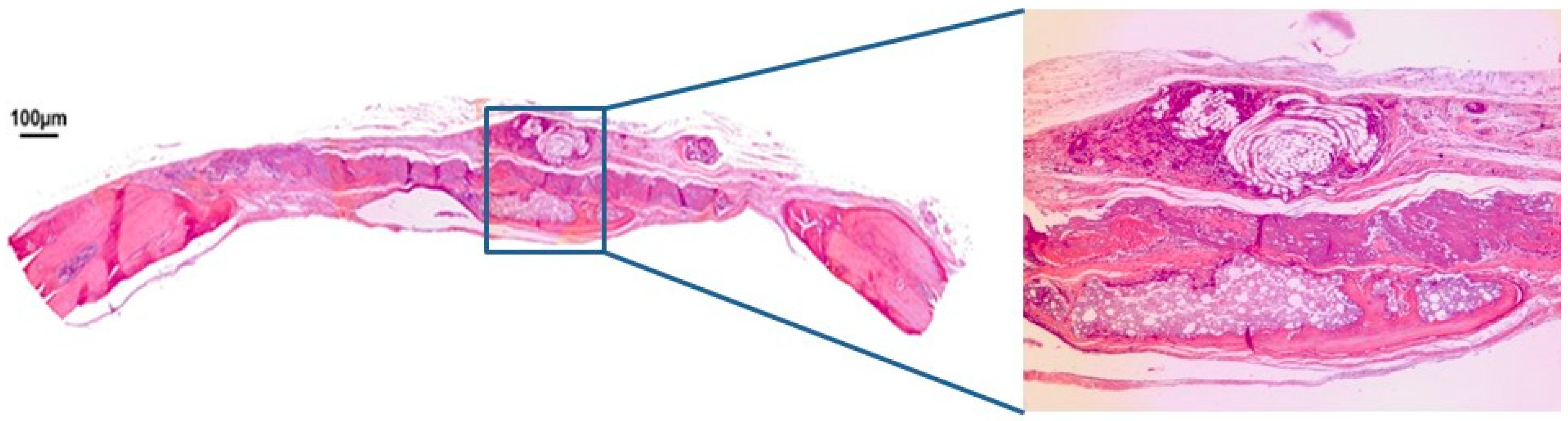 Jfb 10 00021 g006 Jfb 10 00021 g006