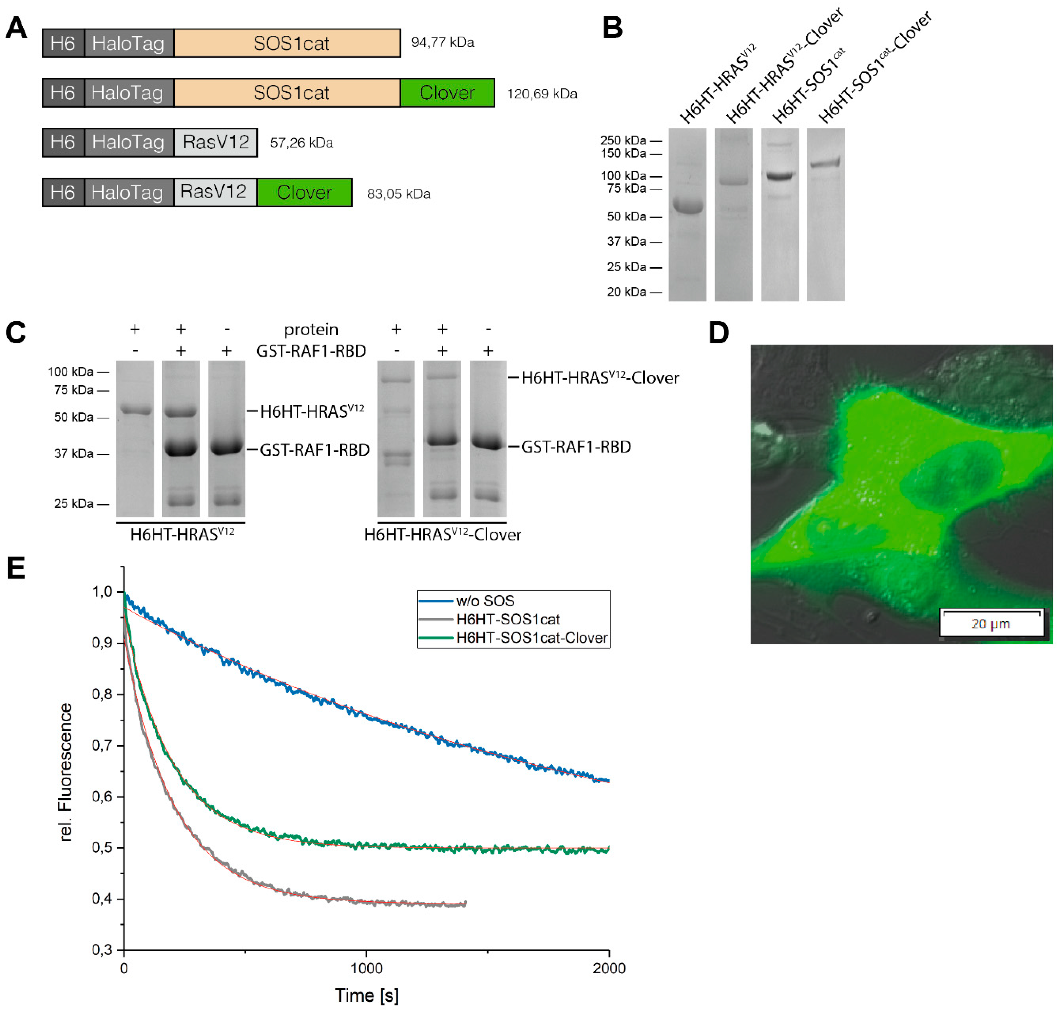 Jfb 10 00032 g002 Jfb 10 00032 g002