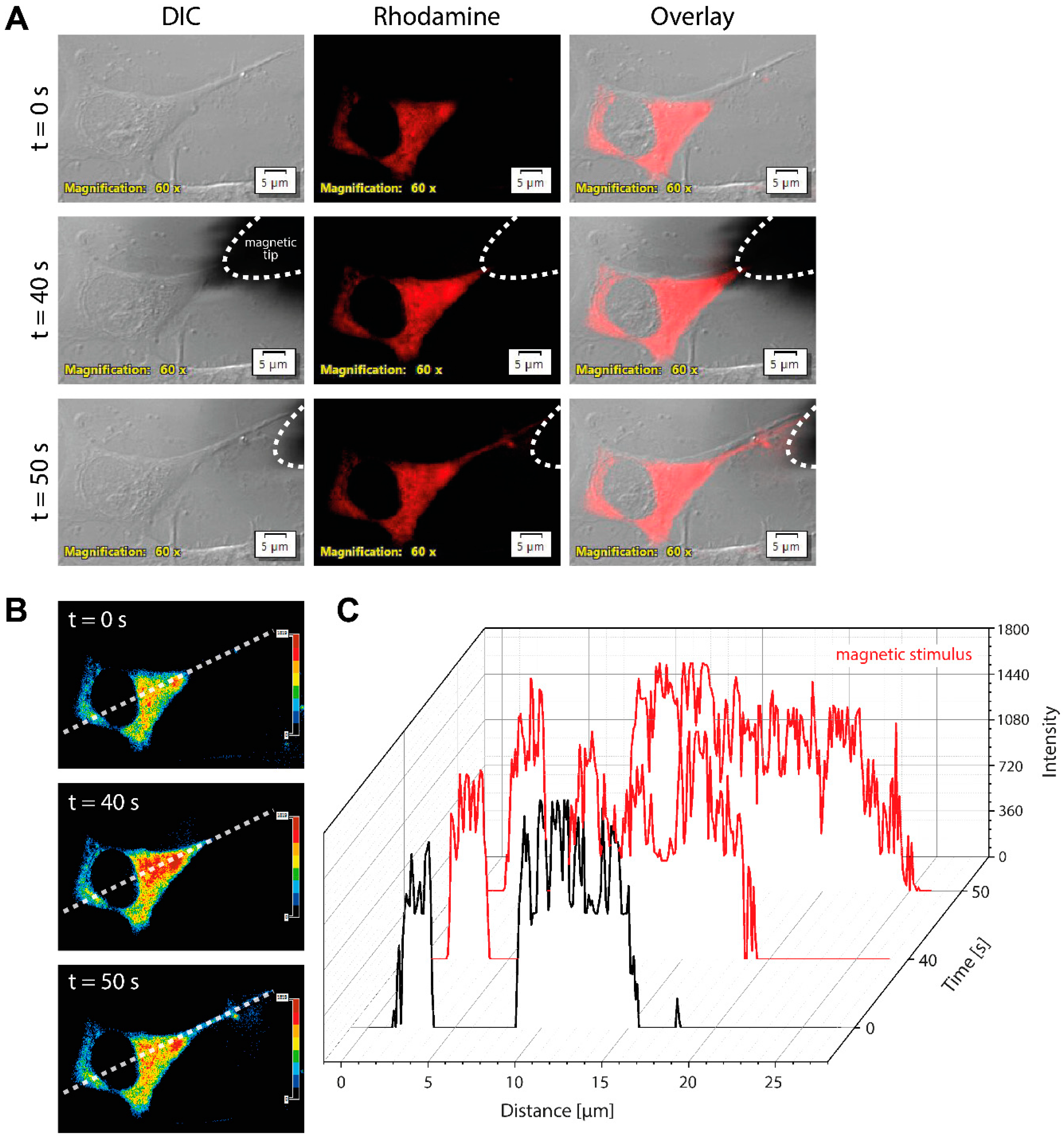 Jfb 10 00032 g006 Jfb 10 00032 g006