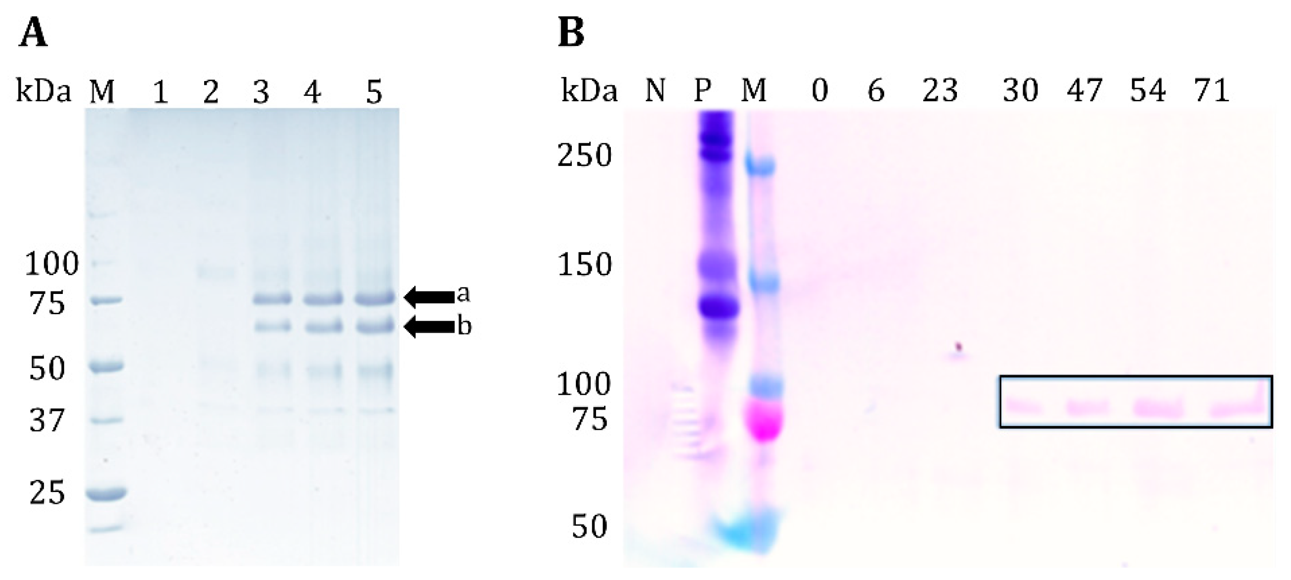Jfb 10 00039 g001 550