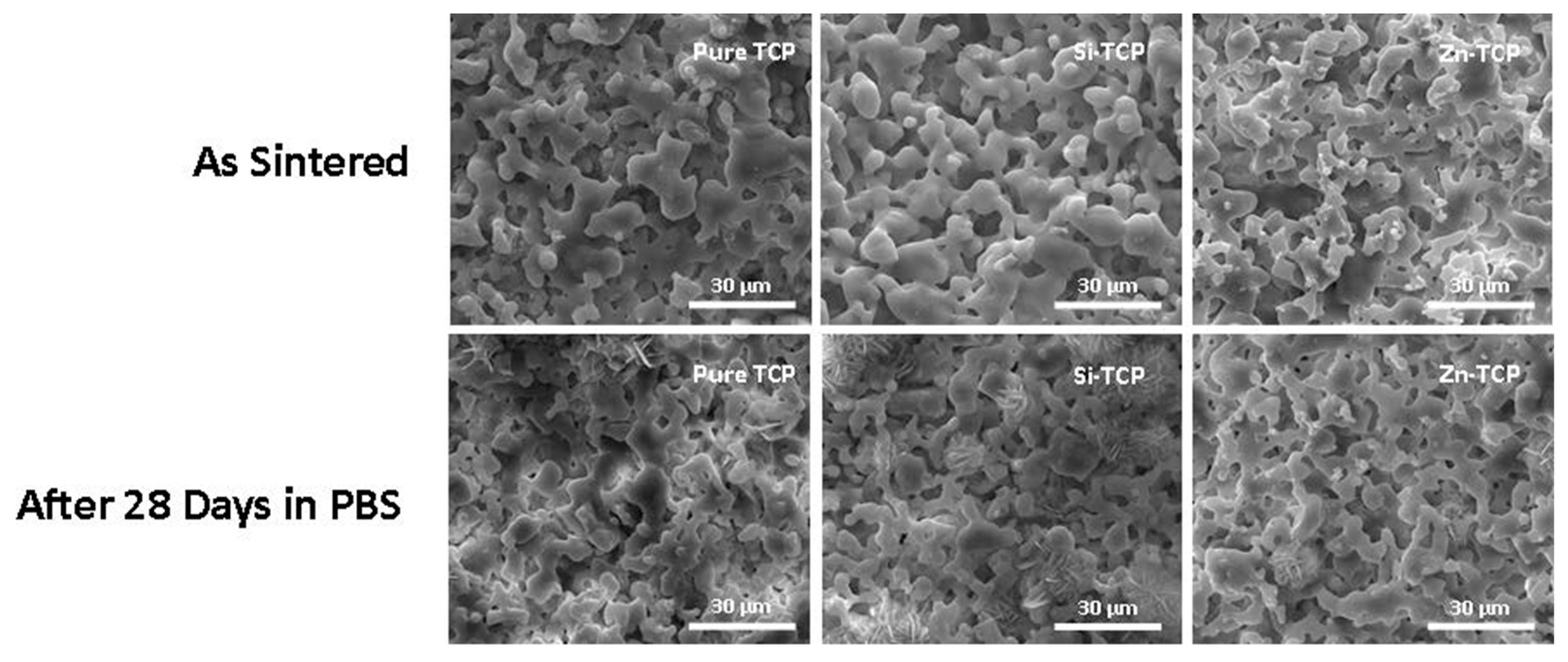 Jfb 10 00048 g004 Jfb 10 00048 g004