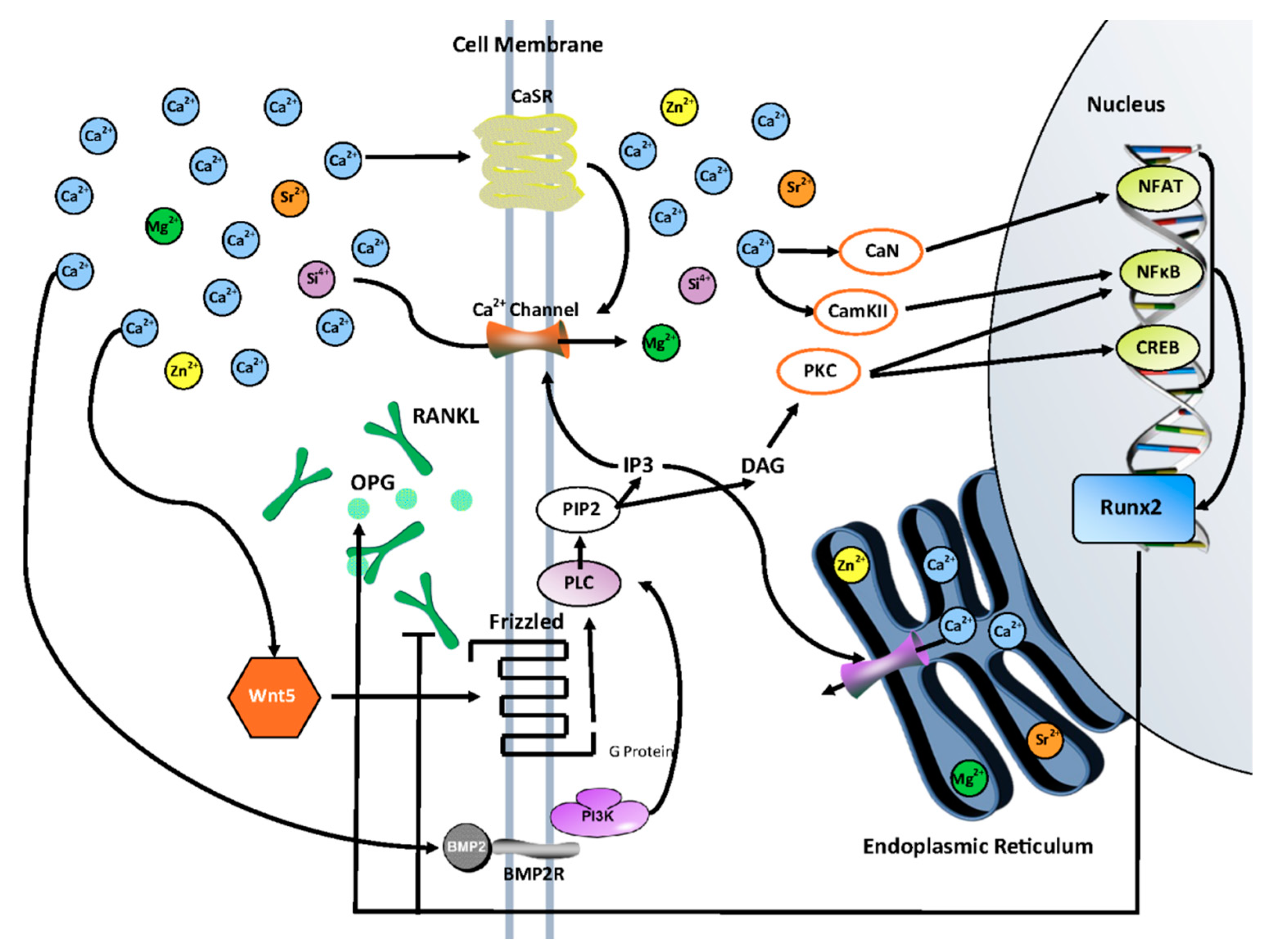 Jfb 10 00048 g009 Jfb 10 00048 g009