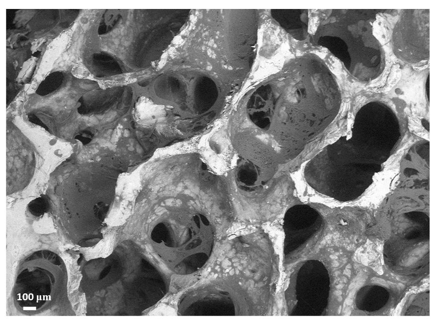 Jfb 10 00053 g001 Jfb 10 00053 g001