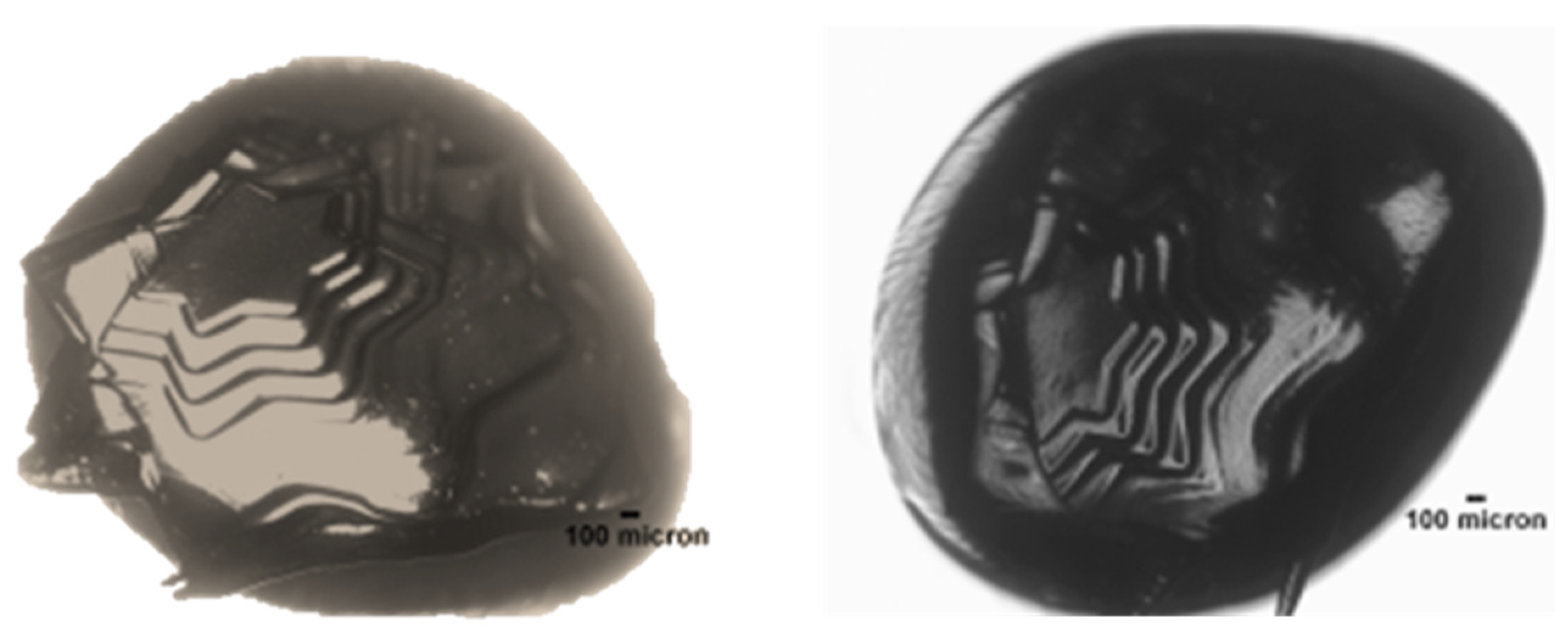 Jfb 11 00012 g002 Jfb 11 00012 g002