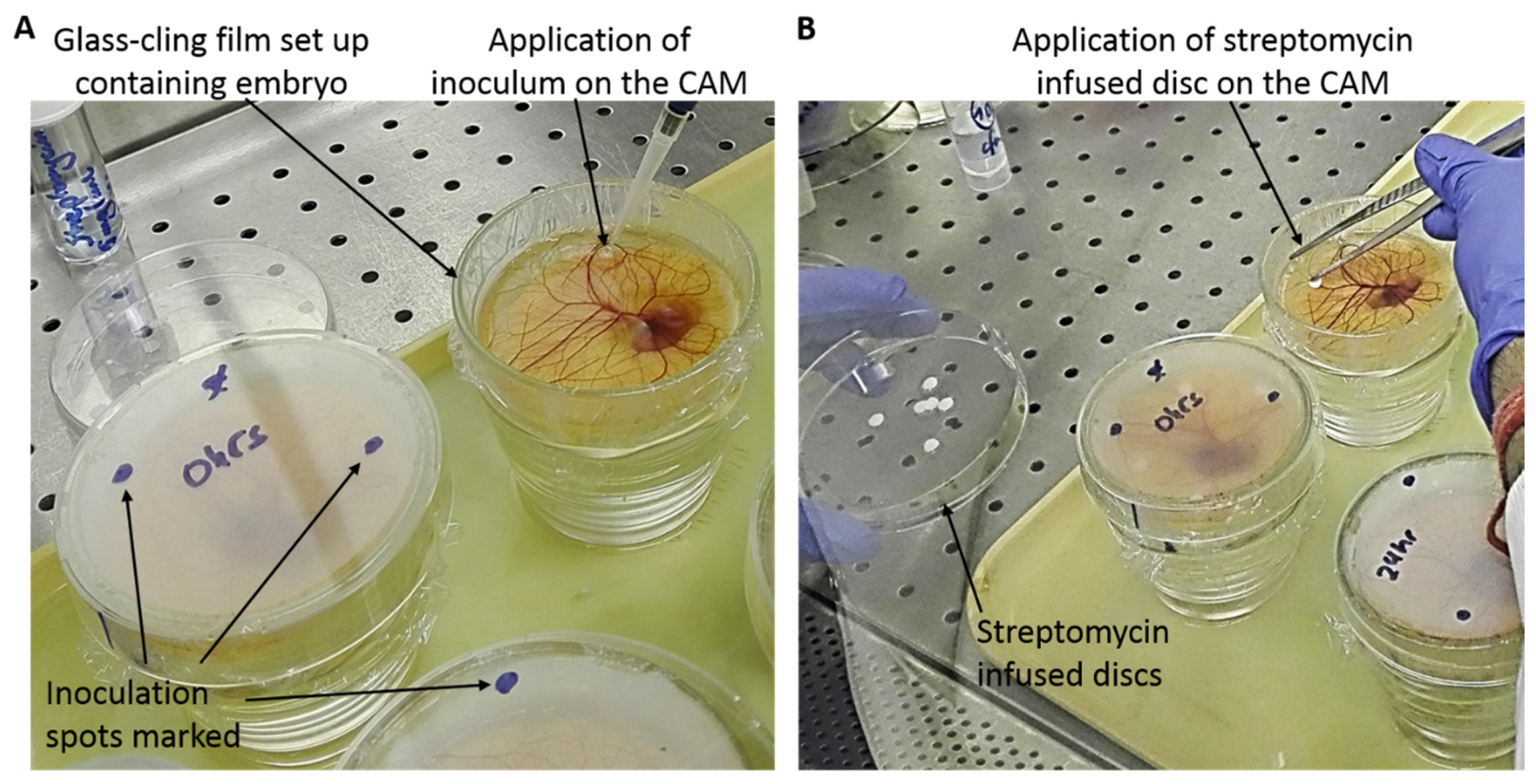 Jfb 11 00037 g001 Jfb 11 00037 g001