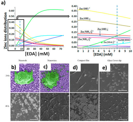 On the Interaction between 1D Materials and Living Cells