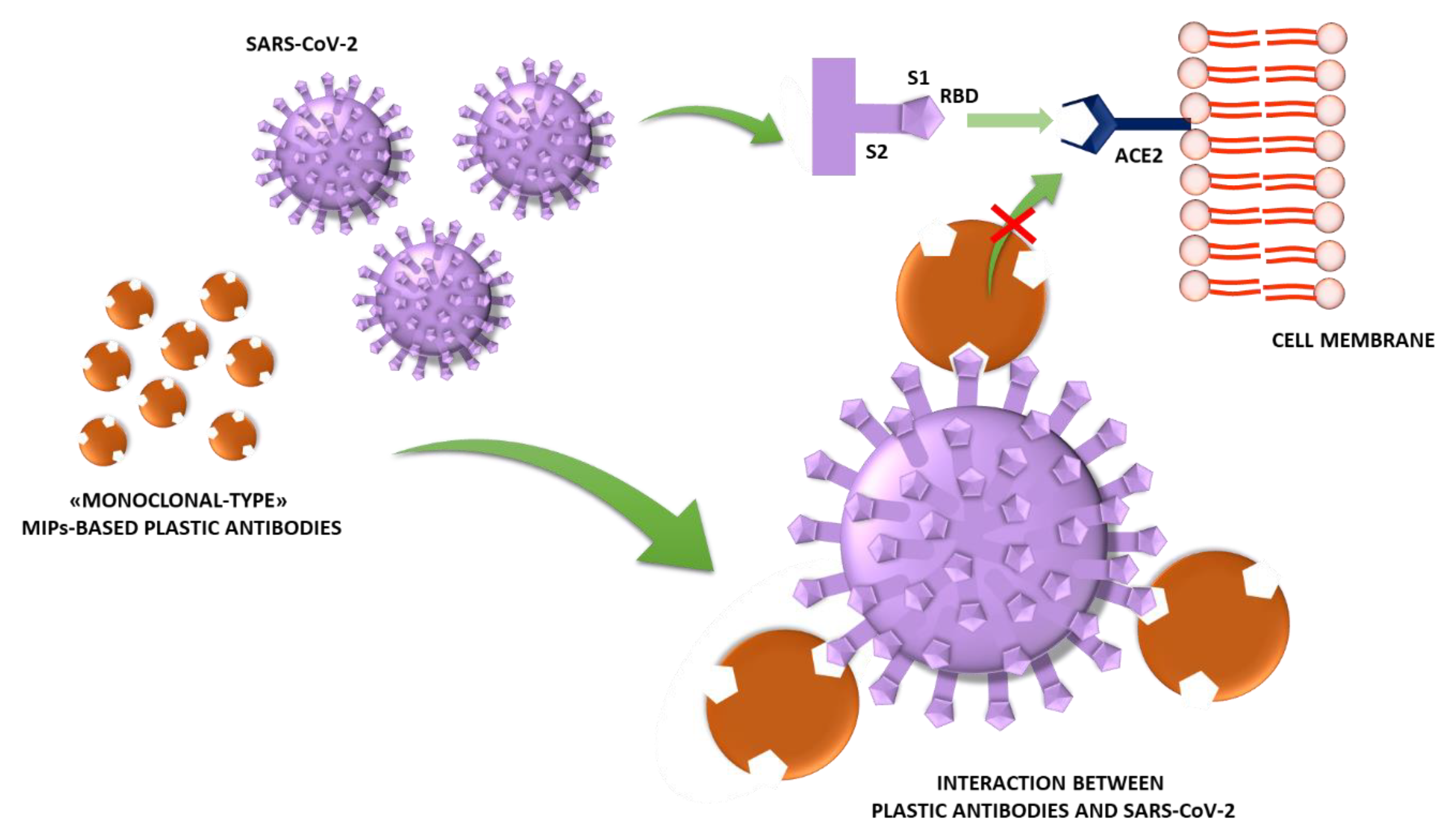 Jfb Free Full Text “monoclonal Type” Plastic Antibodies For Covid