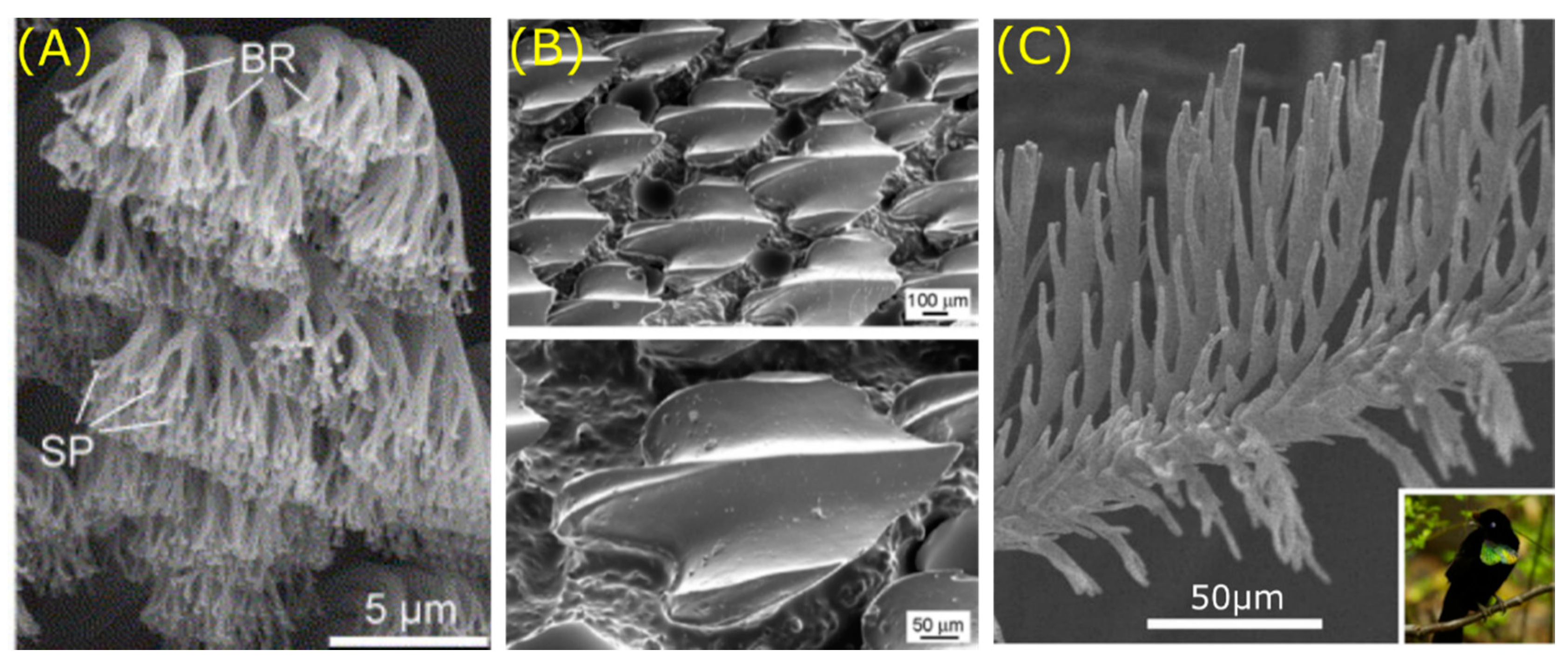 Natural Architectures for Tissue Engineering and