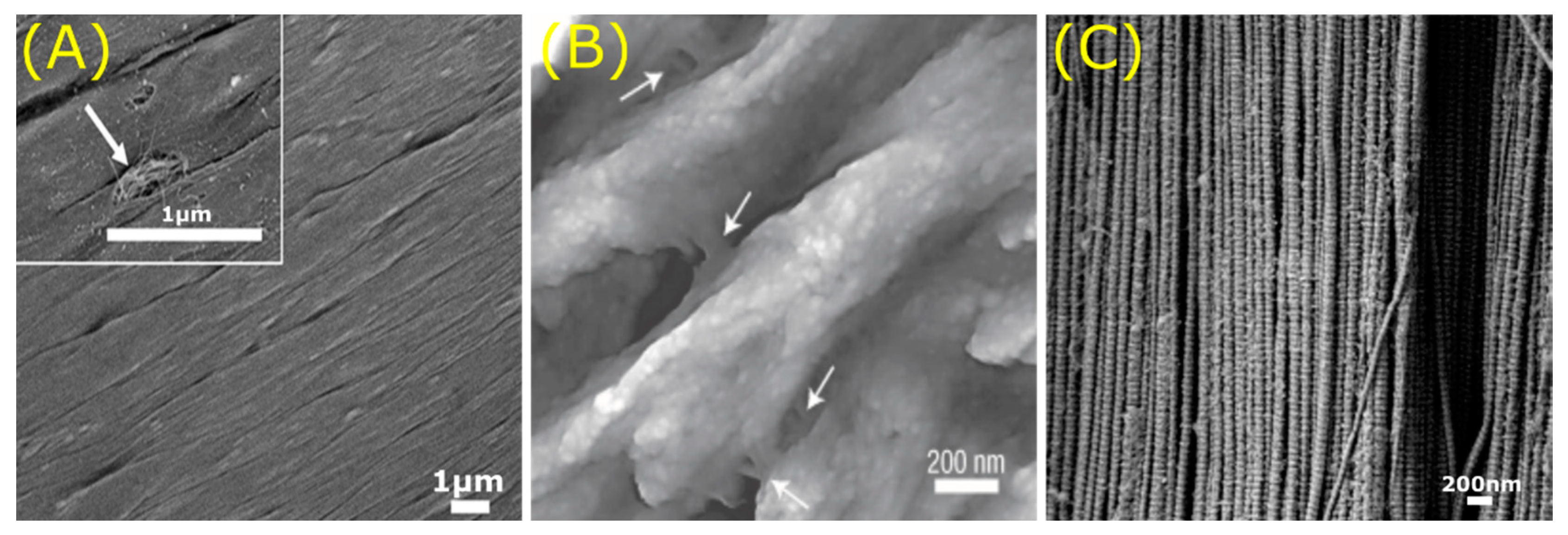 Jfb 11 00047 g010 Jfb 11 00047 g010