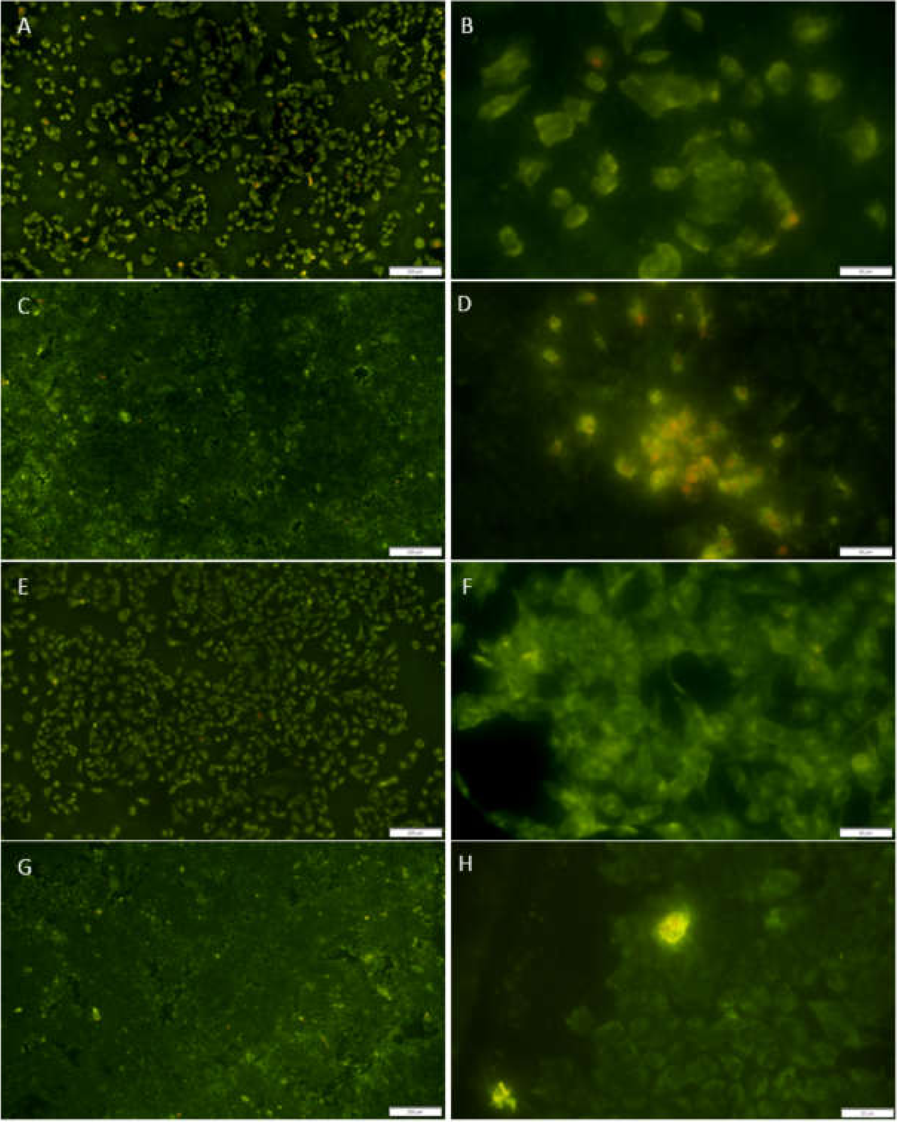 Jfb 11 00050 g008a Jfb 11 00050 g008a