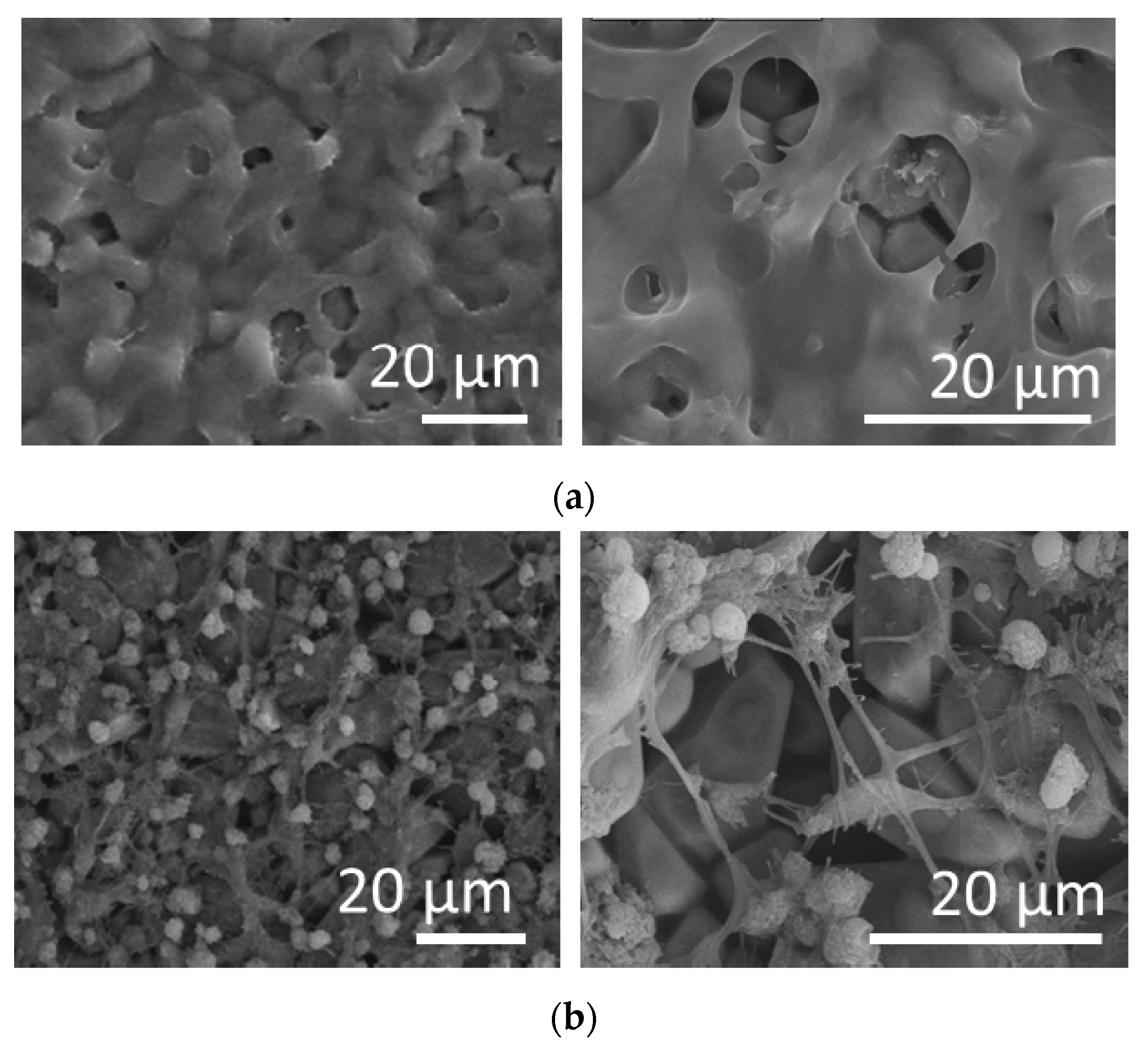 Jfb 11 00065 g007 Jfb 11 00065 g007