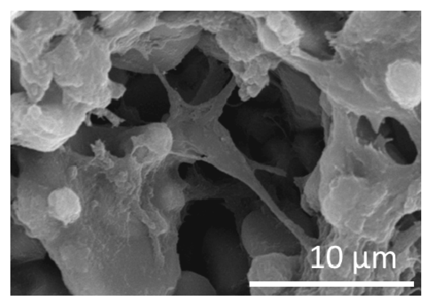 Jfb 11 00065 g011 Jfb 11 00065 g011