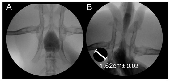 Determination of Stent Load Conditions in New Zealand White Rabbit Urethra