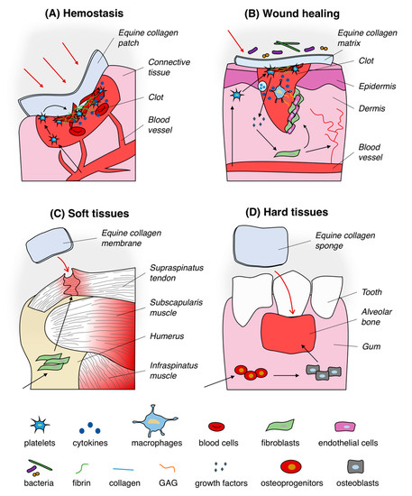 Equine Collagen Encyclopedia