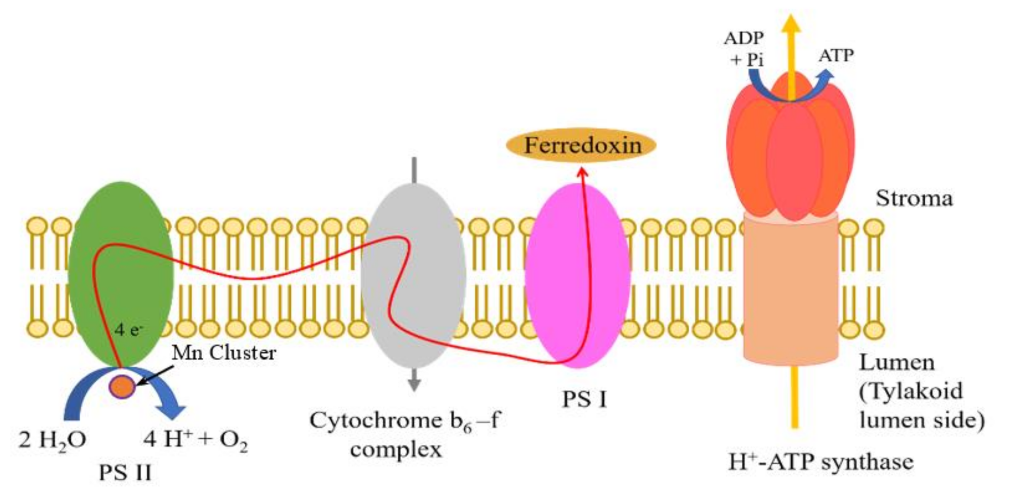 Jfb 11 00081 g001 Jfb 11 00081 g001