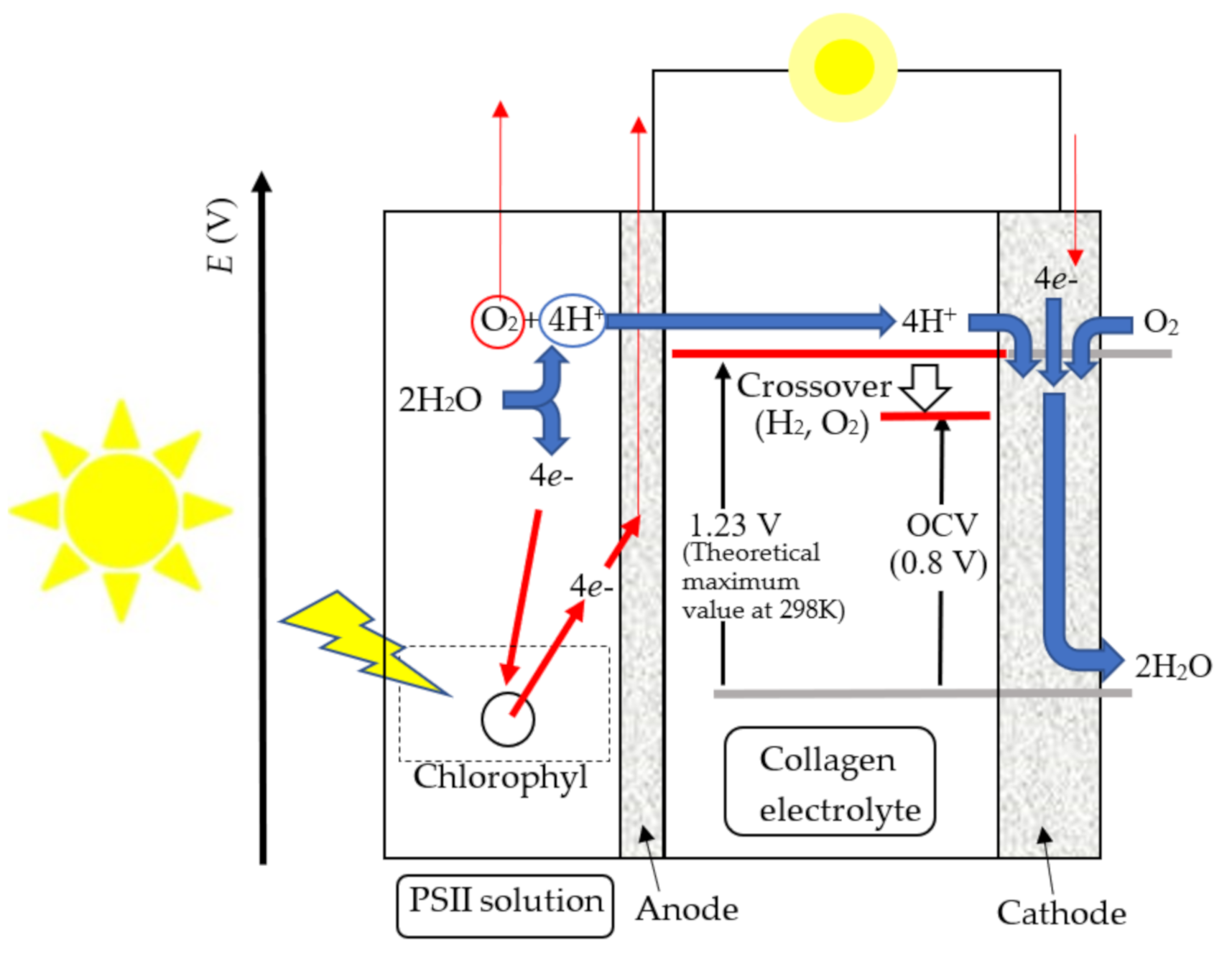 Jfb 11 00081 g014 Jfb 11 00081 g014