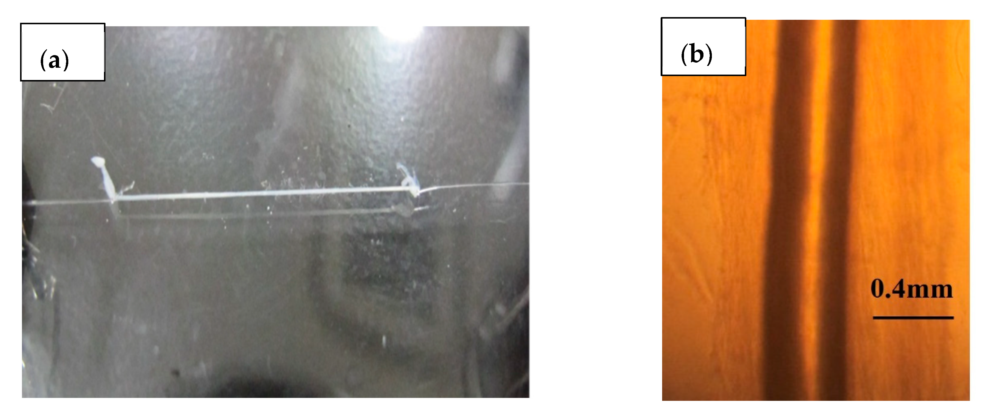 Jfb 11 00086 g001 Jfb 11 00086 g001