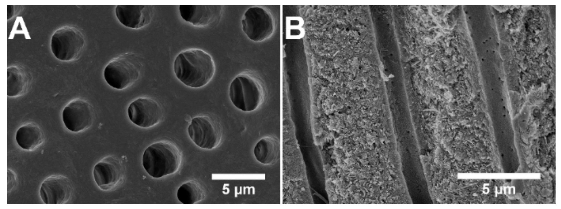 Jfb 12 00027 g001 Jfb 12 00027 g001