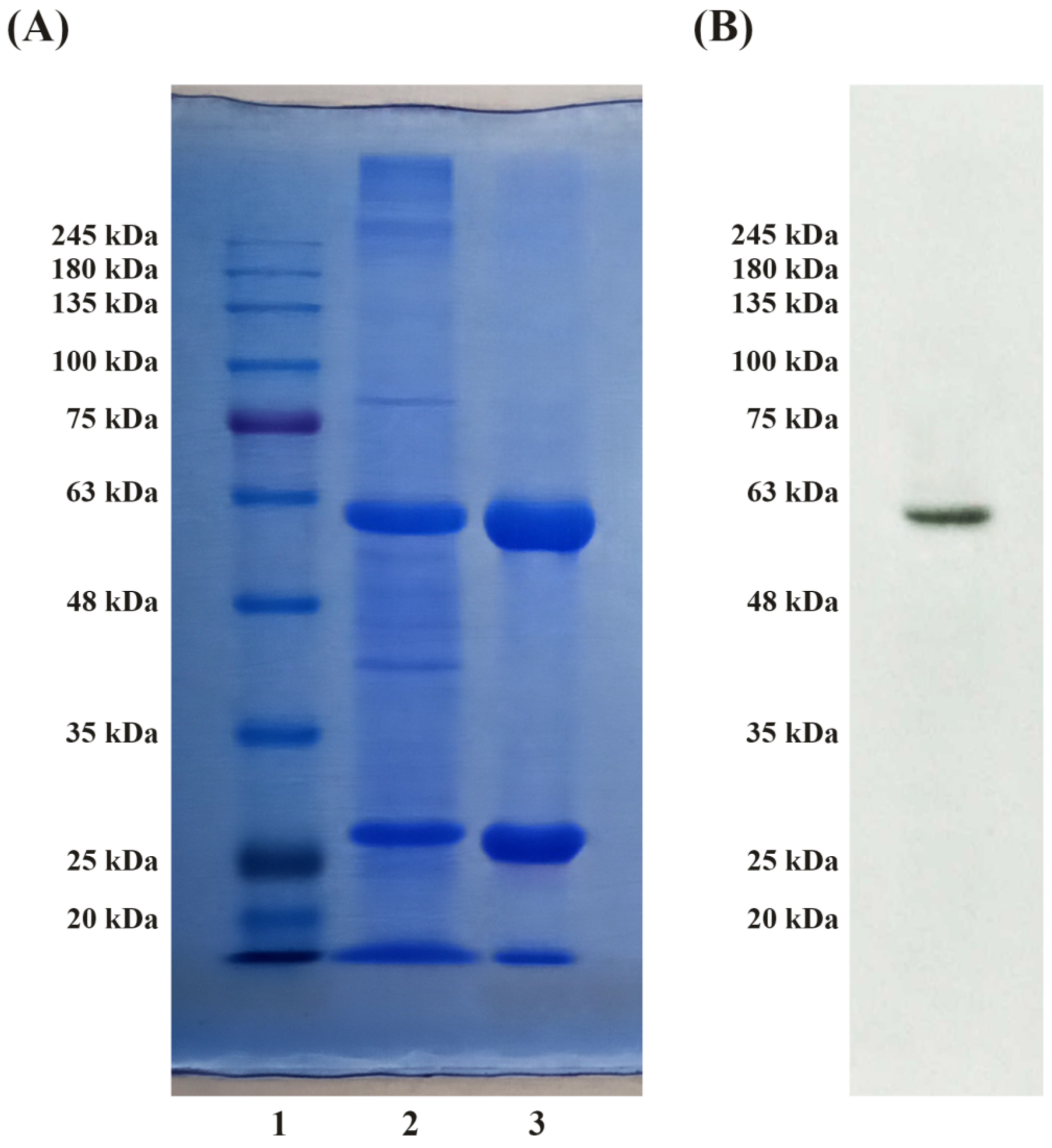 Jfb 12 00032 g002 Jfb 12 00032 g002