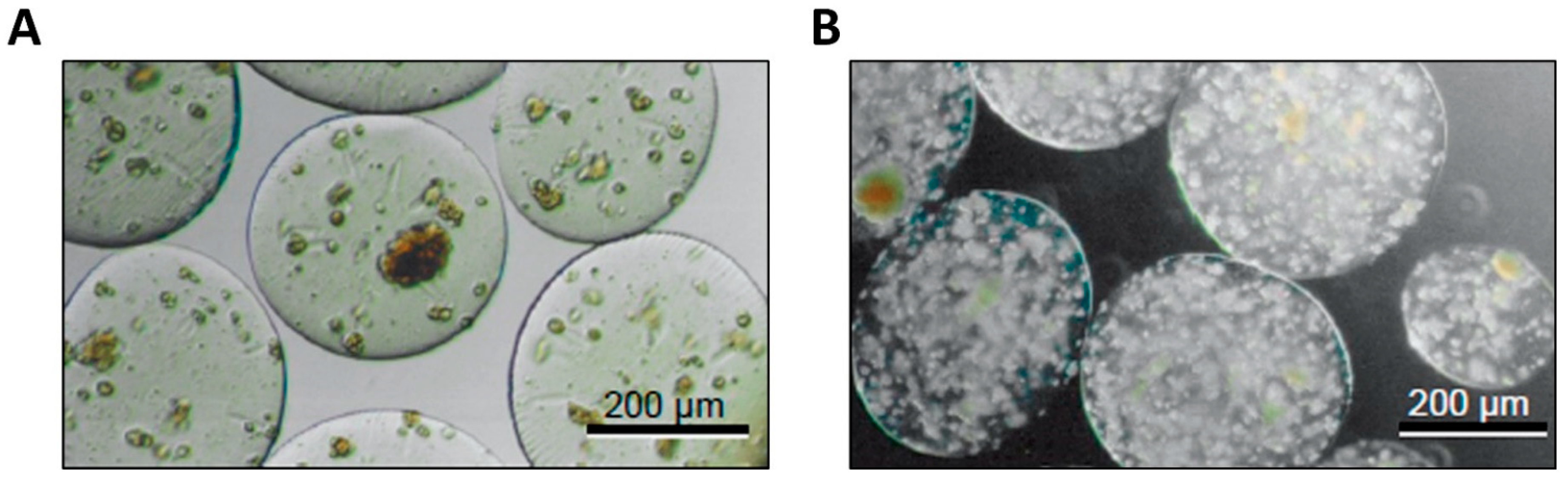 Jfb 12 00041 g003 Jfb 12 00041 g003