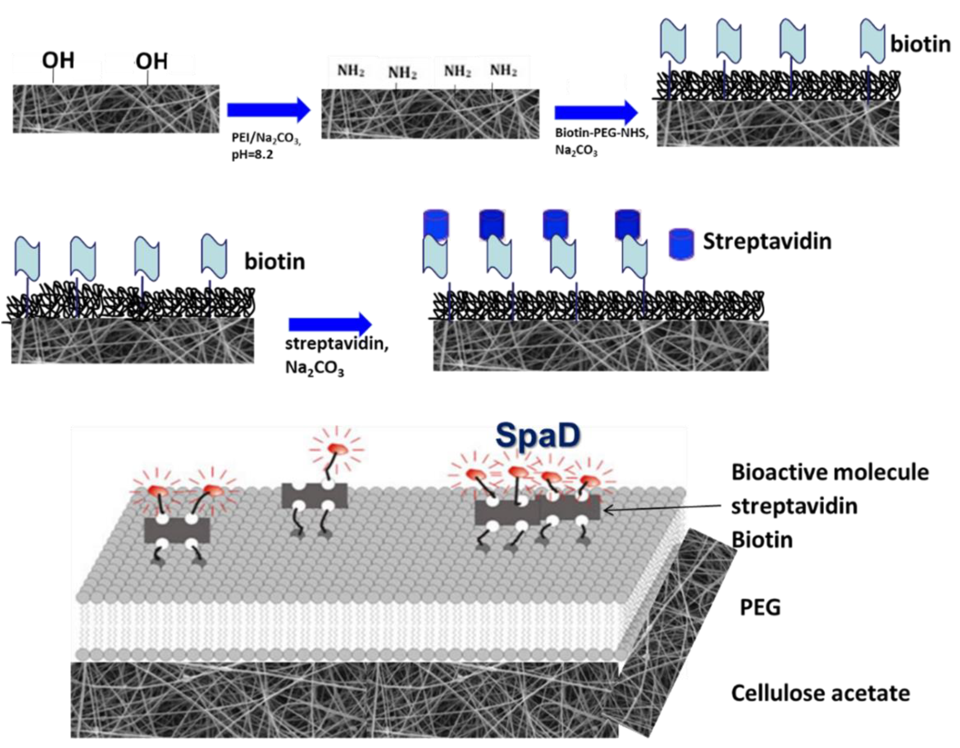 Jfb 13 00021 g001 550