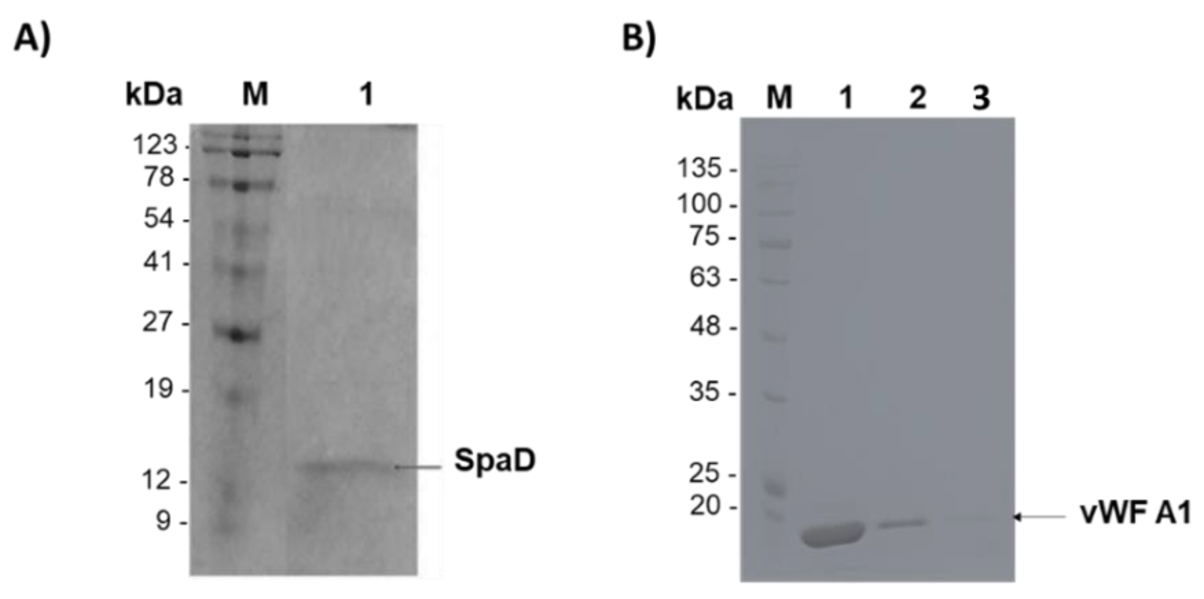 Jfb 13 00021 g006 550