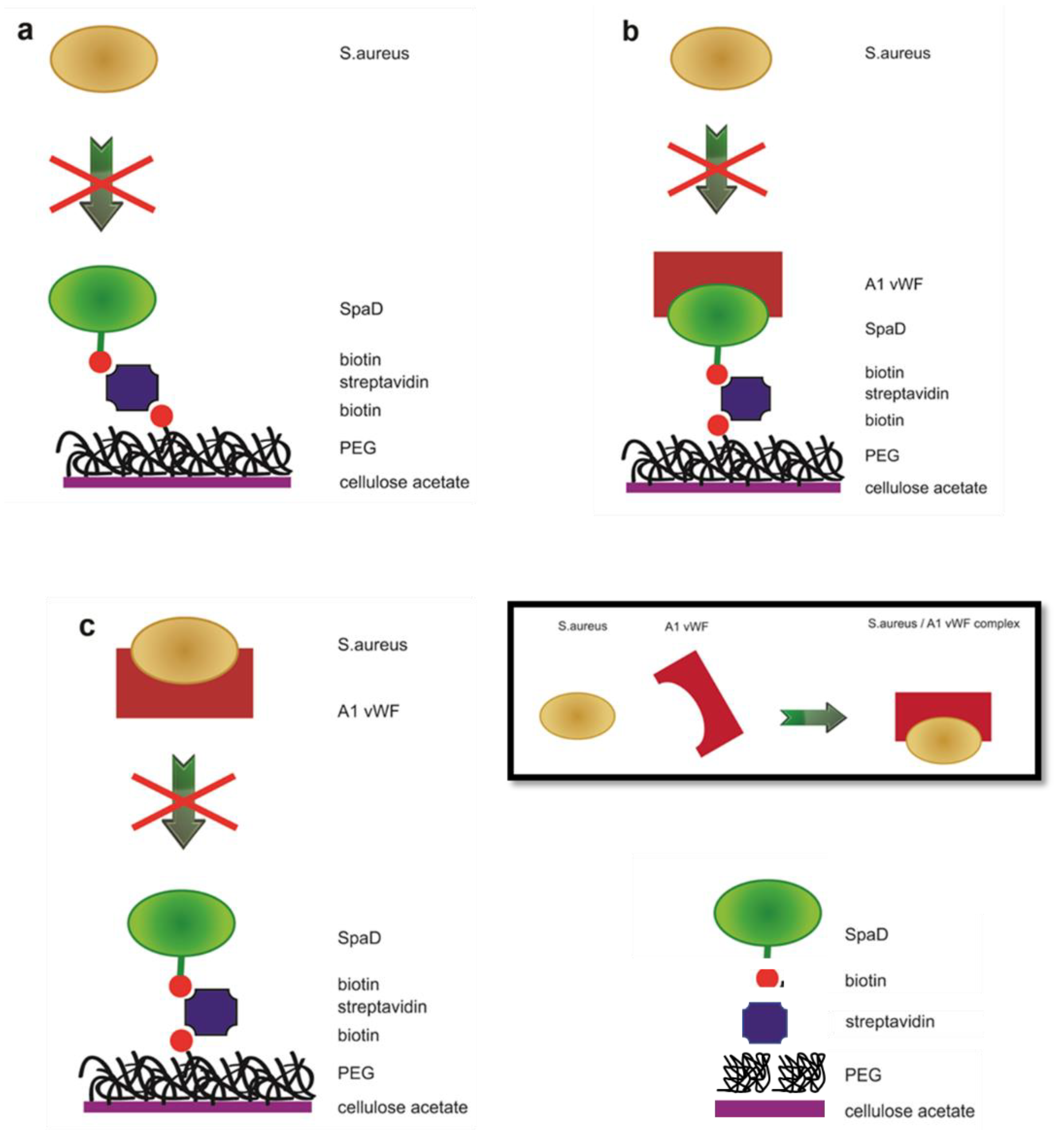 Jfb 13 00021 g012 550