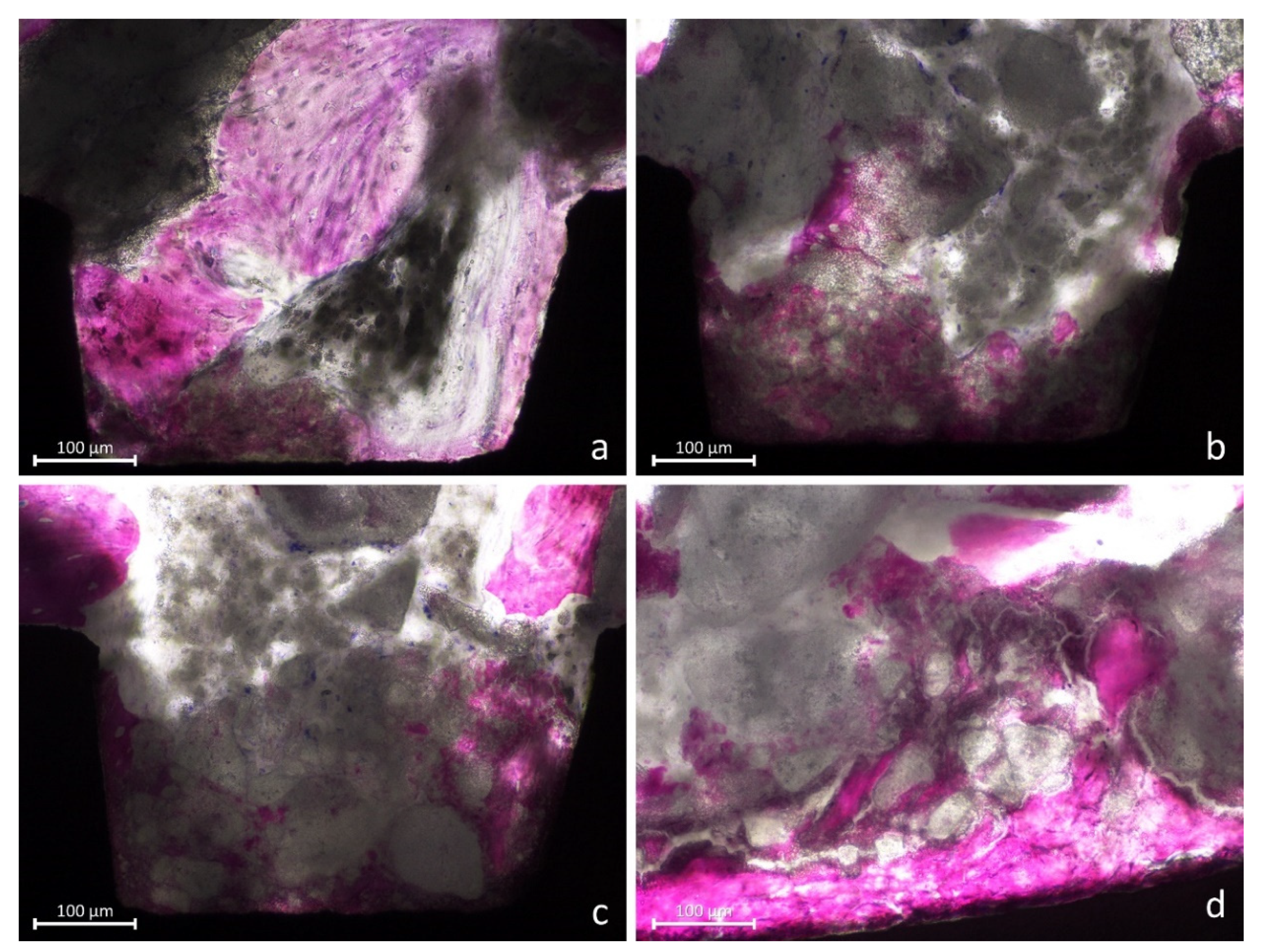 Jfb 13 00022 g005 Jfb 13 00022 g005