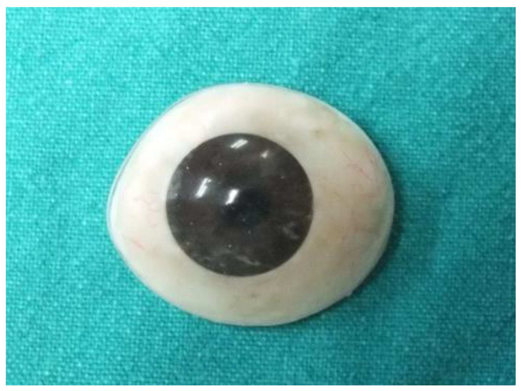 Jfb 13 00029 g001 Jfb 13 00029 g001