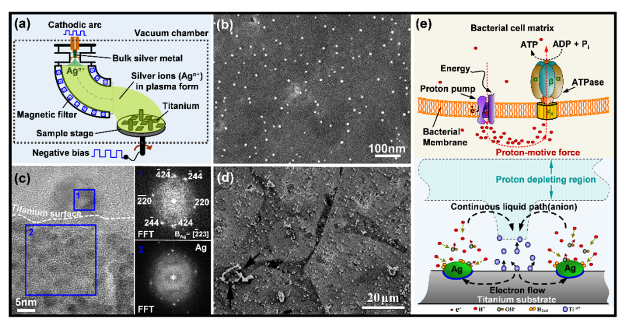 Jfb 13 00086 g002 Jfb 13 00086 g002