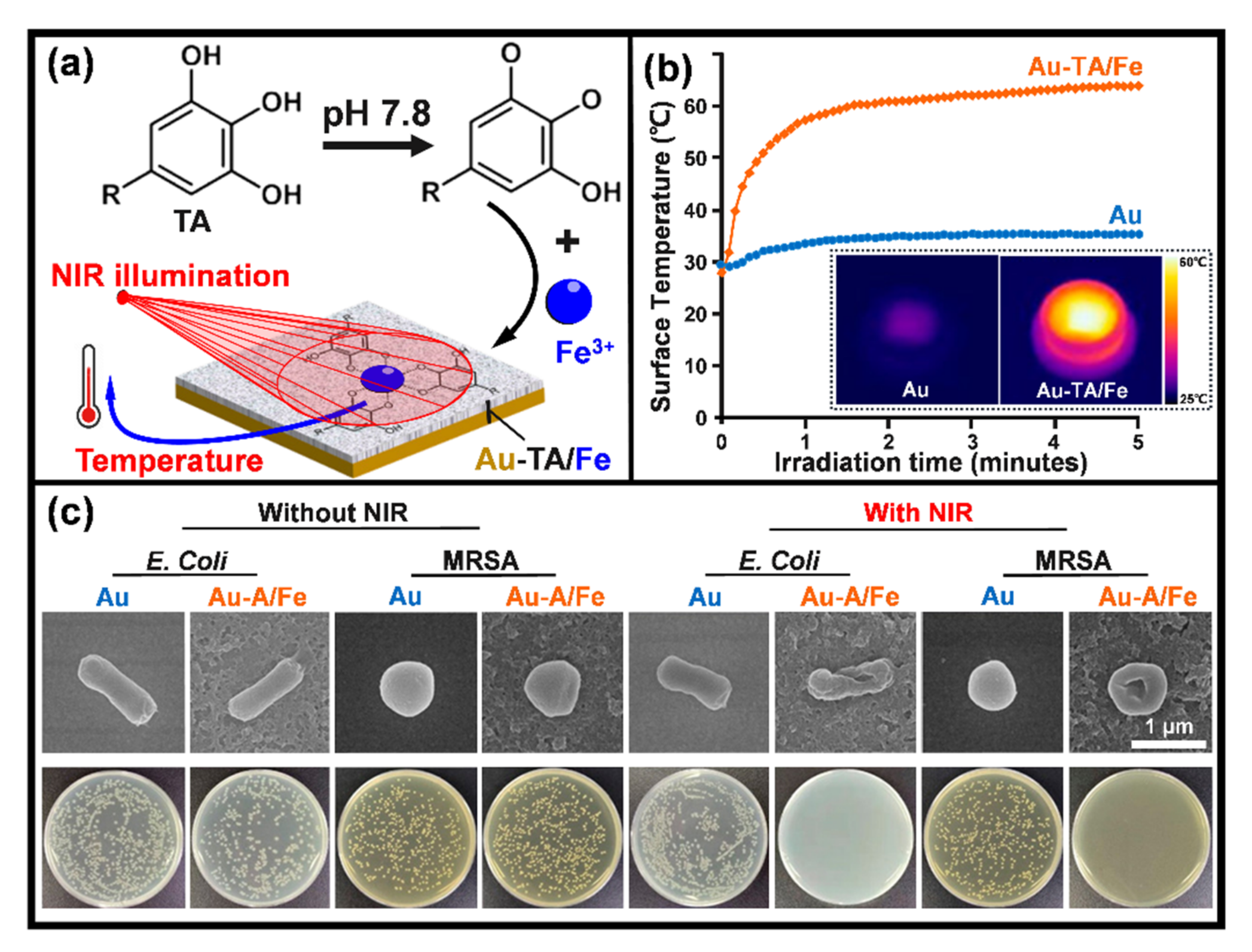 Jfb 13 00086 g005 Jfb 13 00086 g005