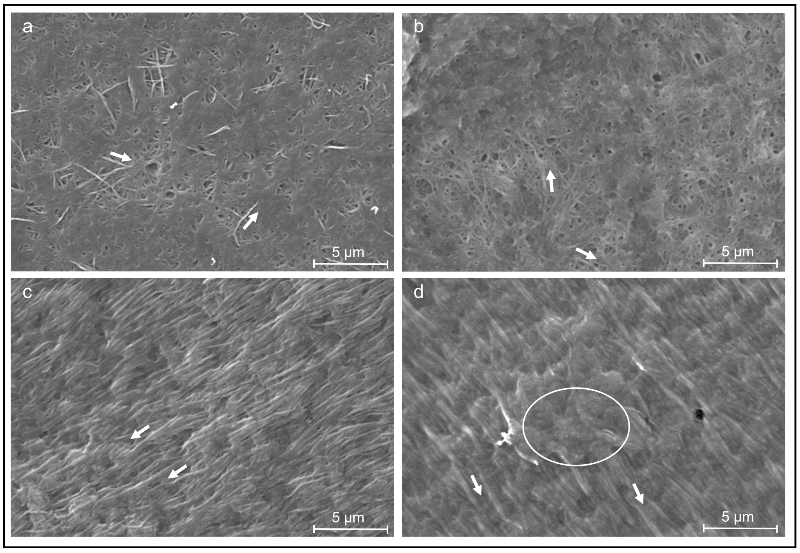 Jfb 13 00107 g003 550