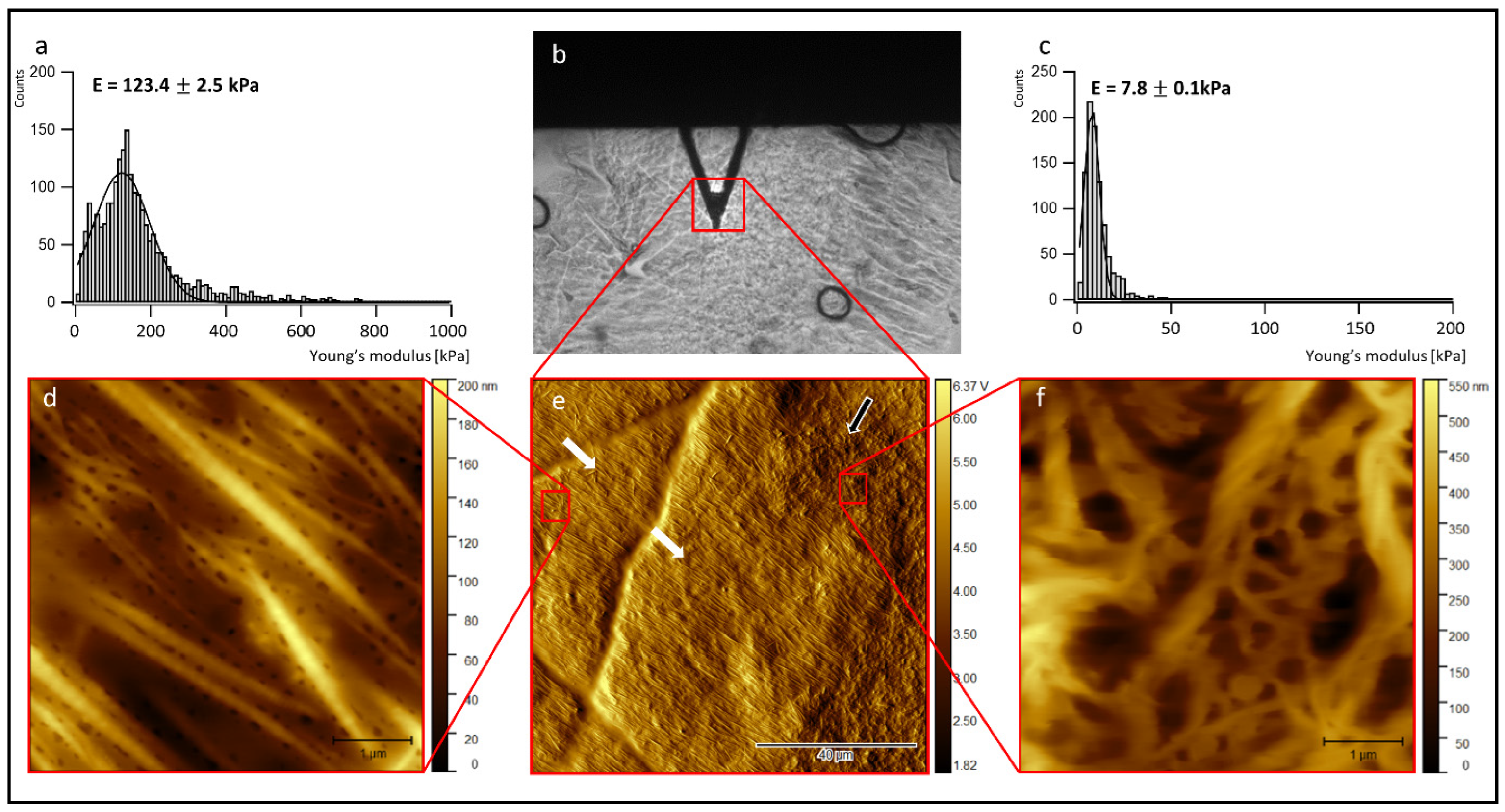 Jfb 13 00107 g004 550