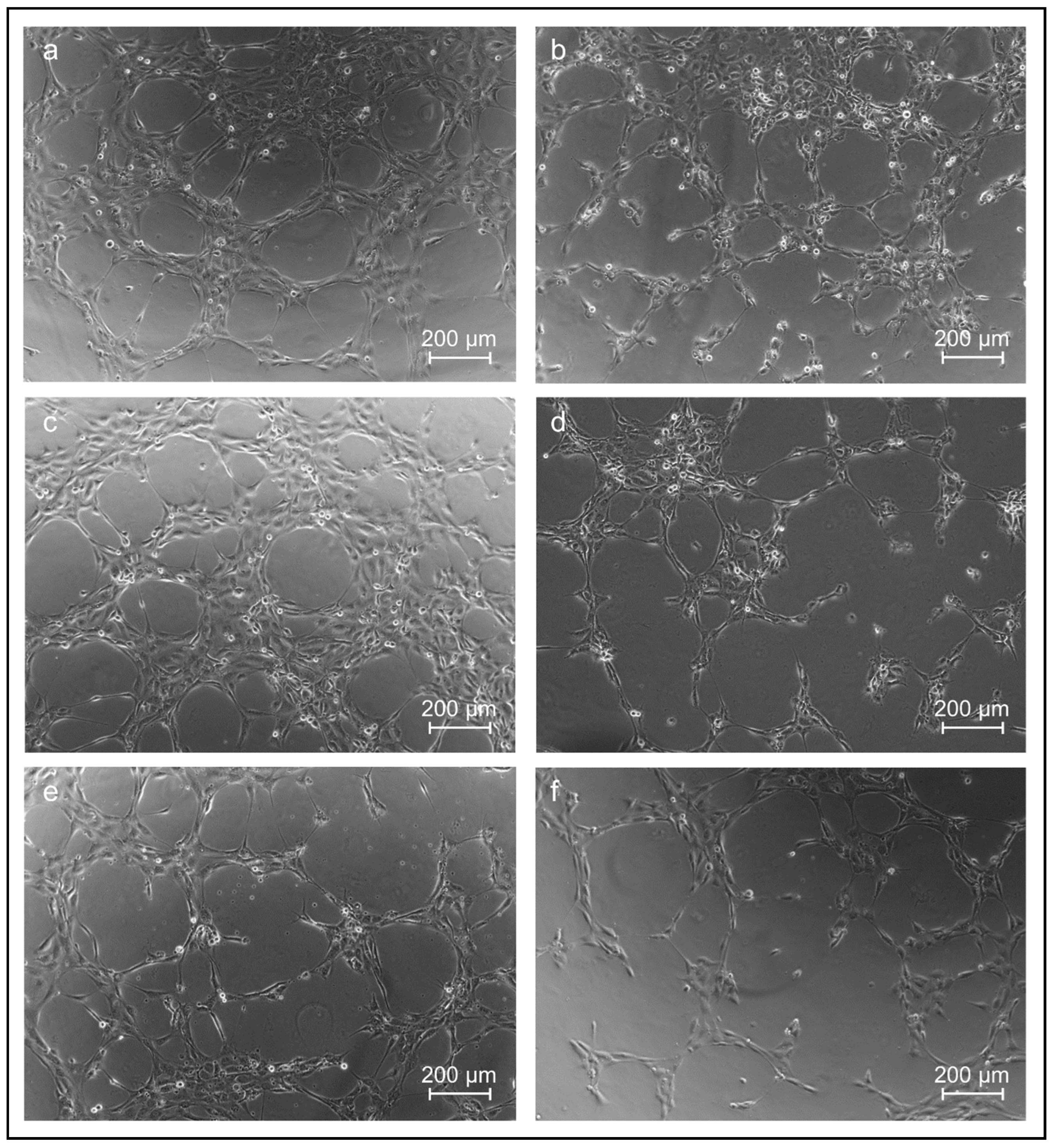 Jfb 13 00107 g007 550