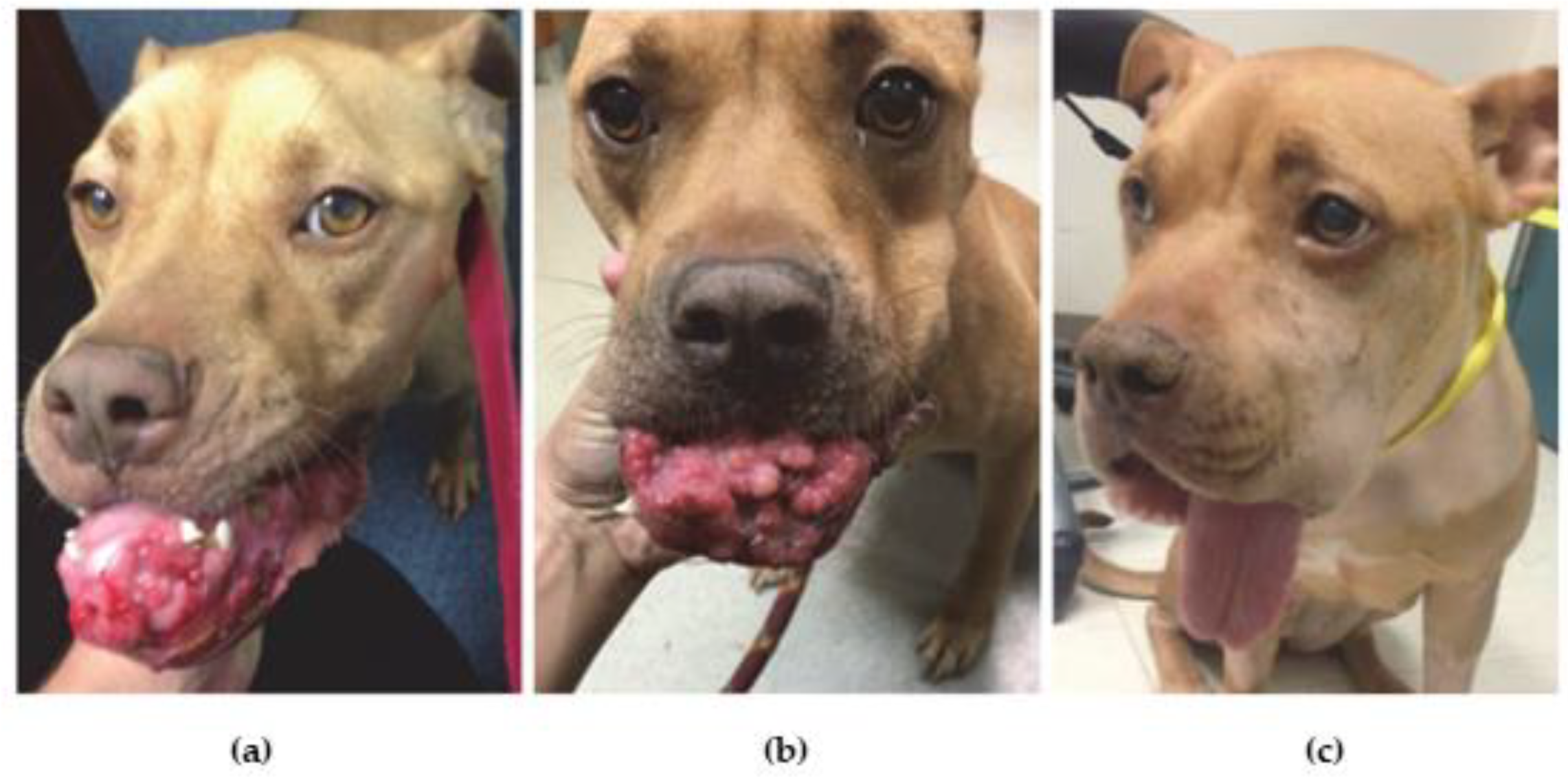 Jfb 13 00116 g003 Jfb 13 00116 g003