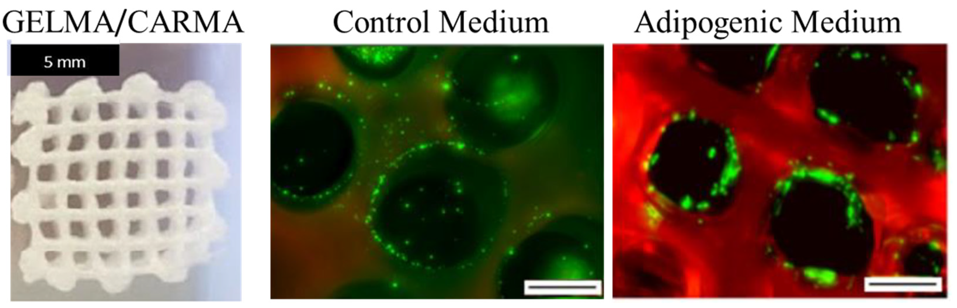 Jfb 13 00118 g004 550