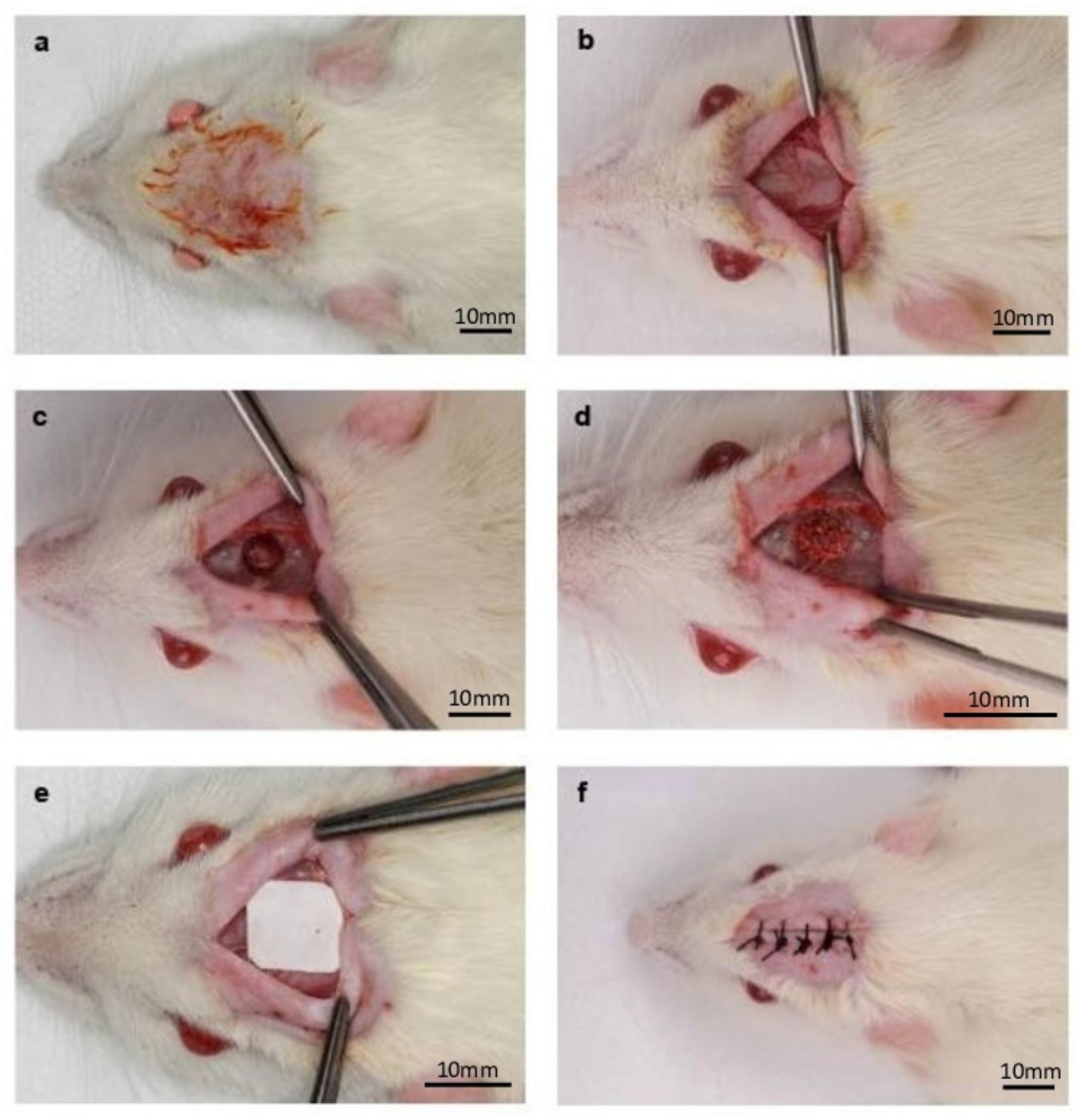 Jfb 13 00124 g001 550