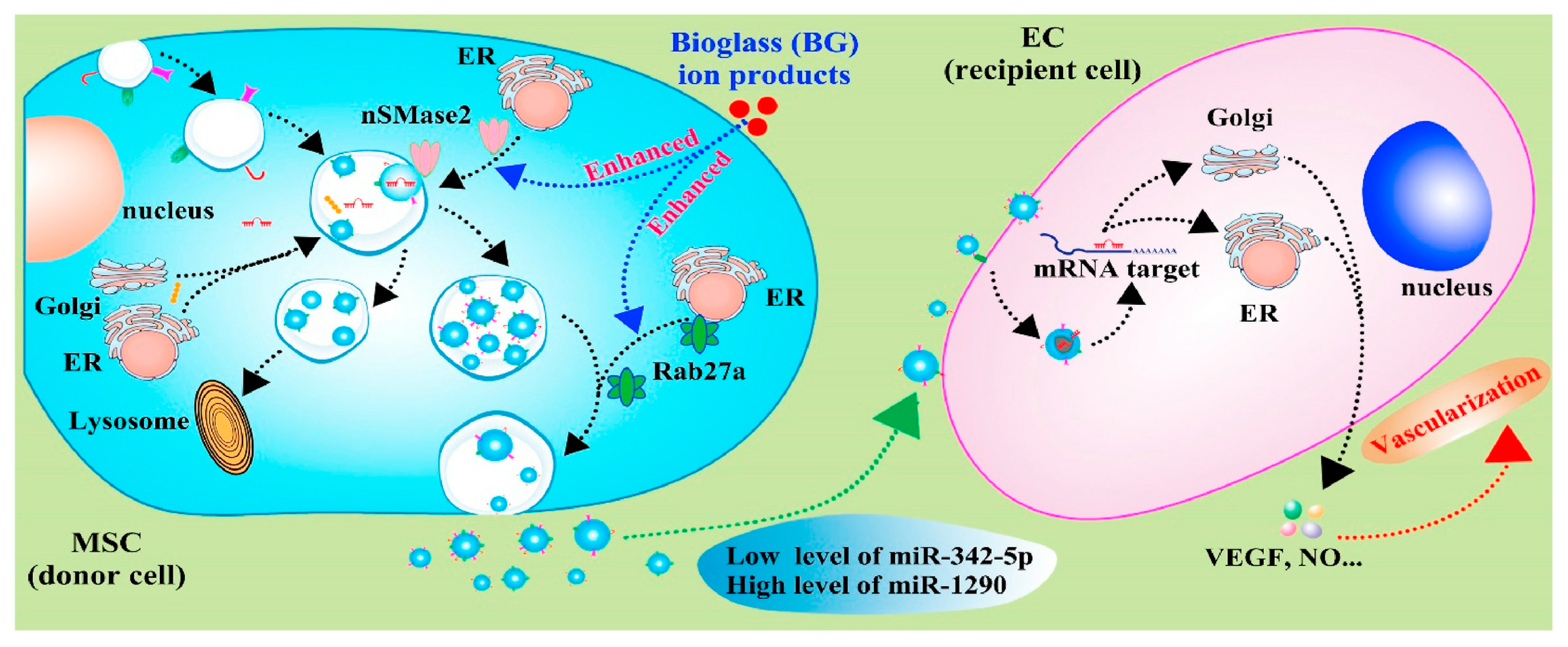 Jfb 13 00126 g003 Jfb 13 00126 g003