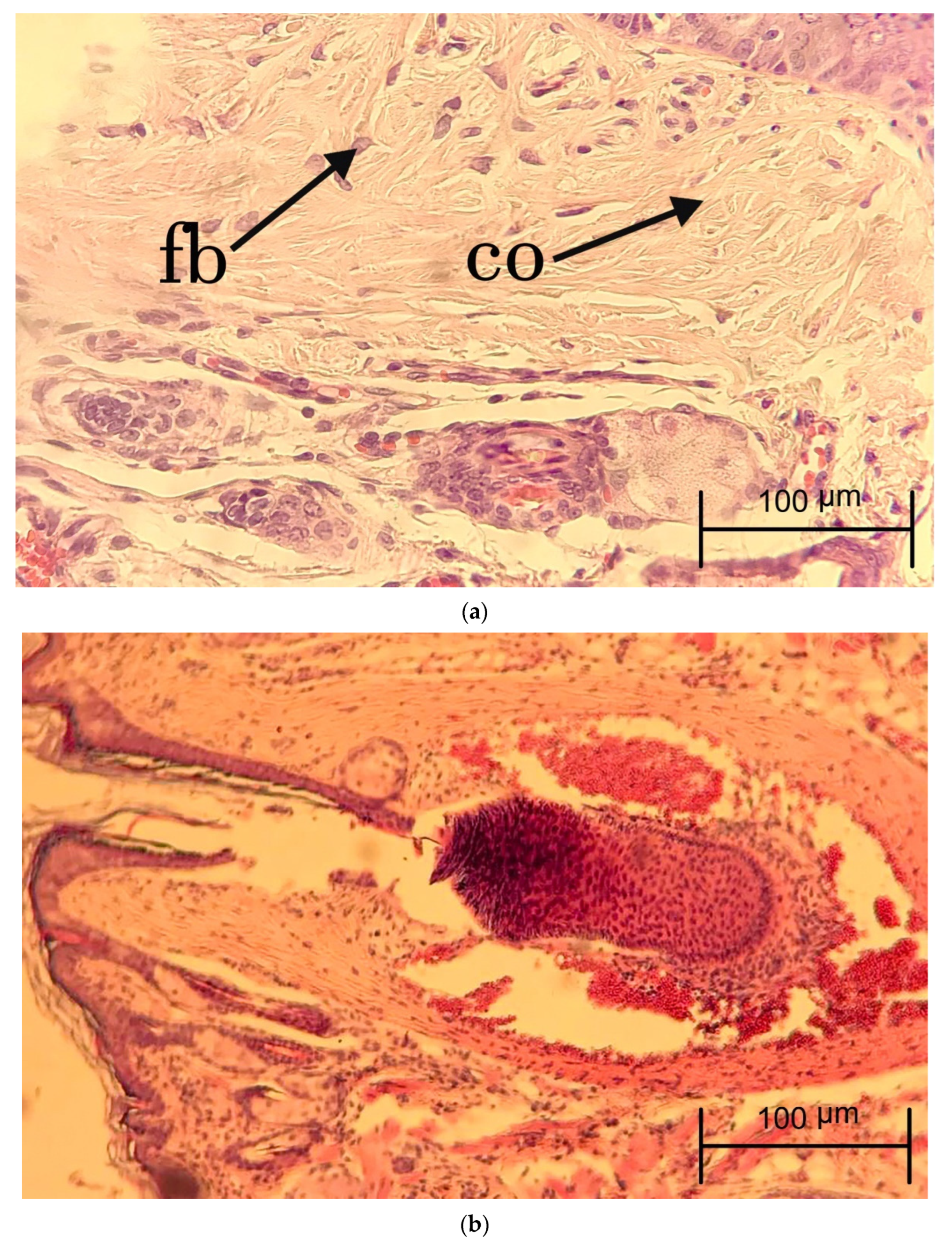 Jfb 13 00142 g002a Jfb 13 00142 g002a