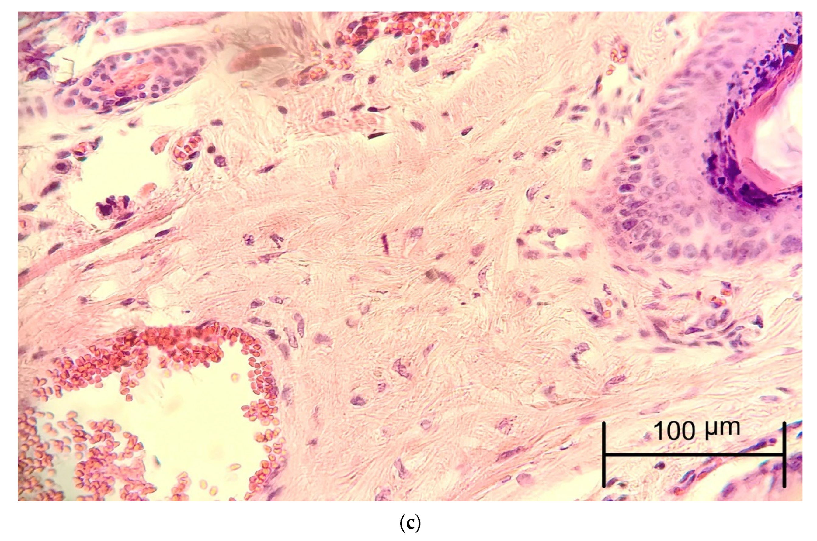 Jfb 13 00142 g002b Jfb 13 00142 g002b