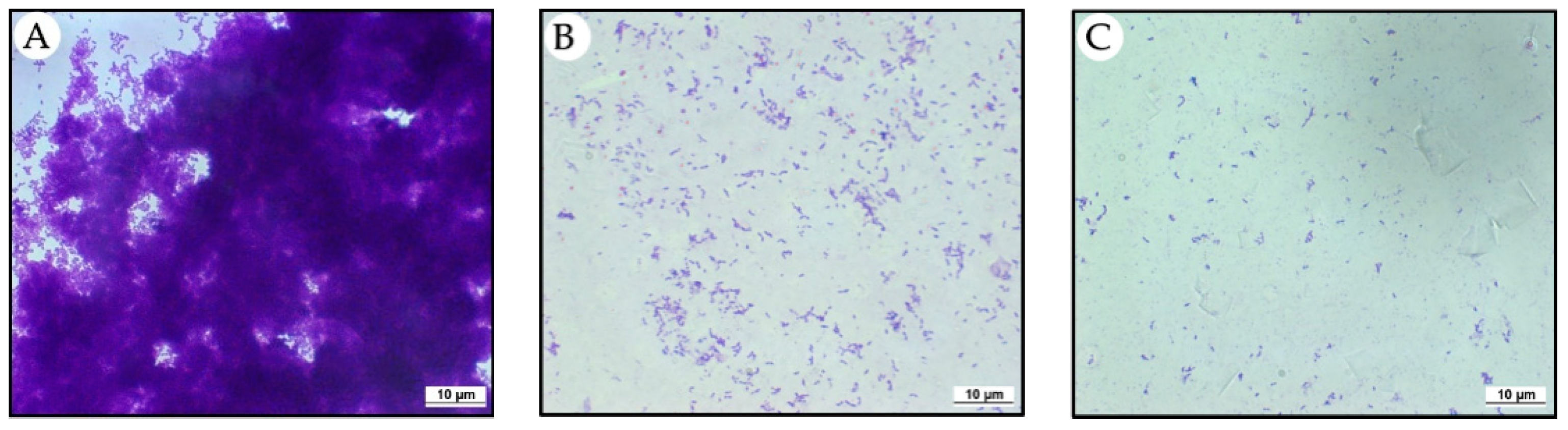 Jfb 13 00149 g001 Jfb 13 00149 g001