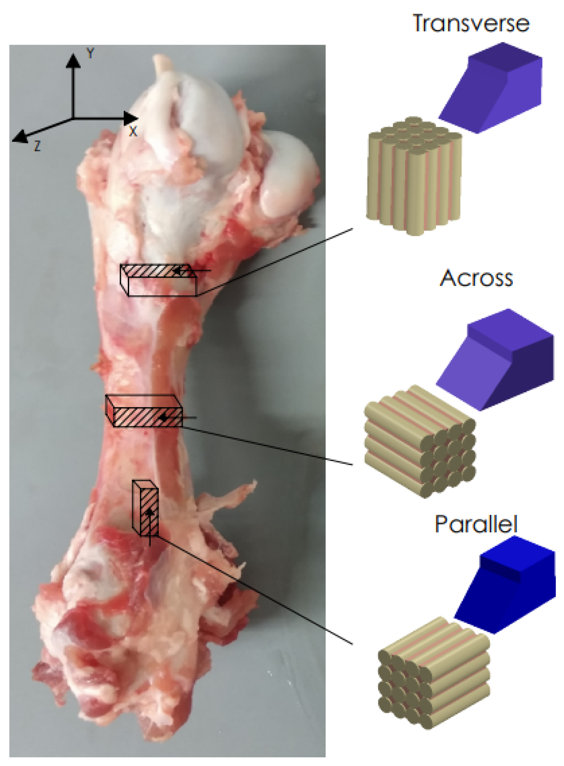 Jfb 13 00154 g001 550