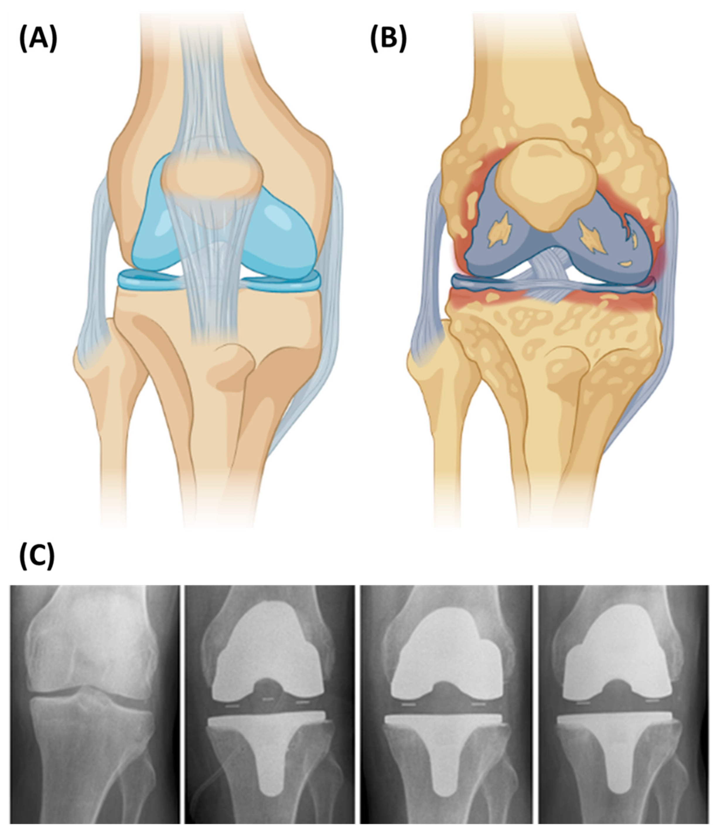Jfb 13 00155 g005 Jfb 13 00155 g005