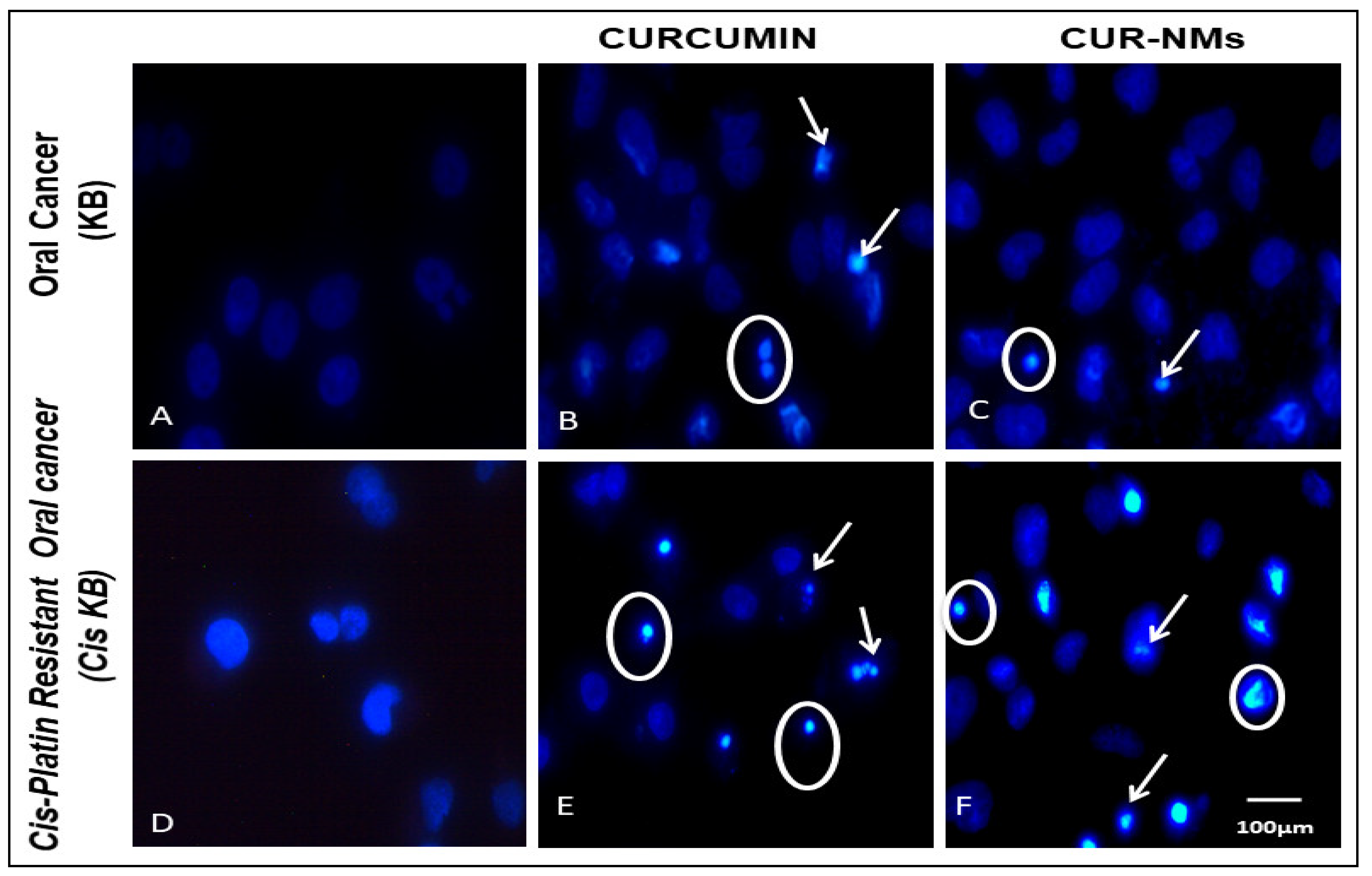 Jfb 13 00158 g011 Jfb 13 00158 g011